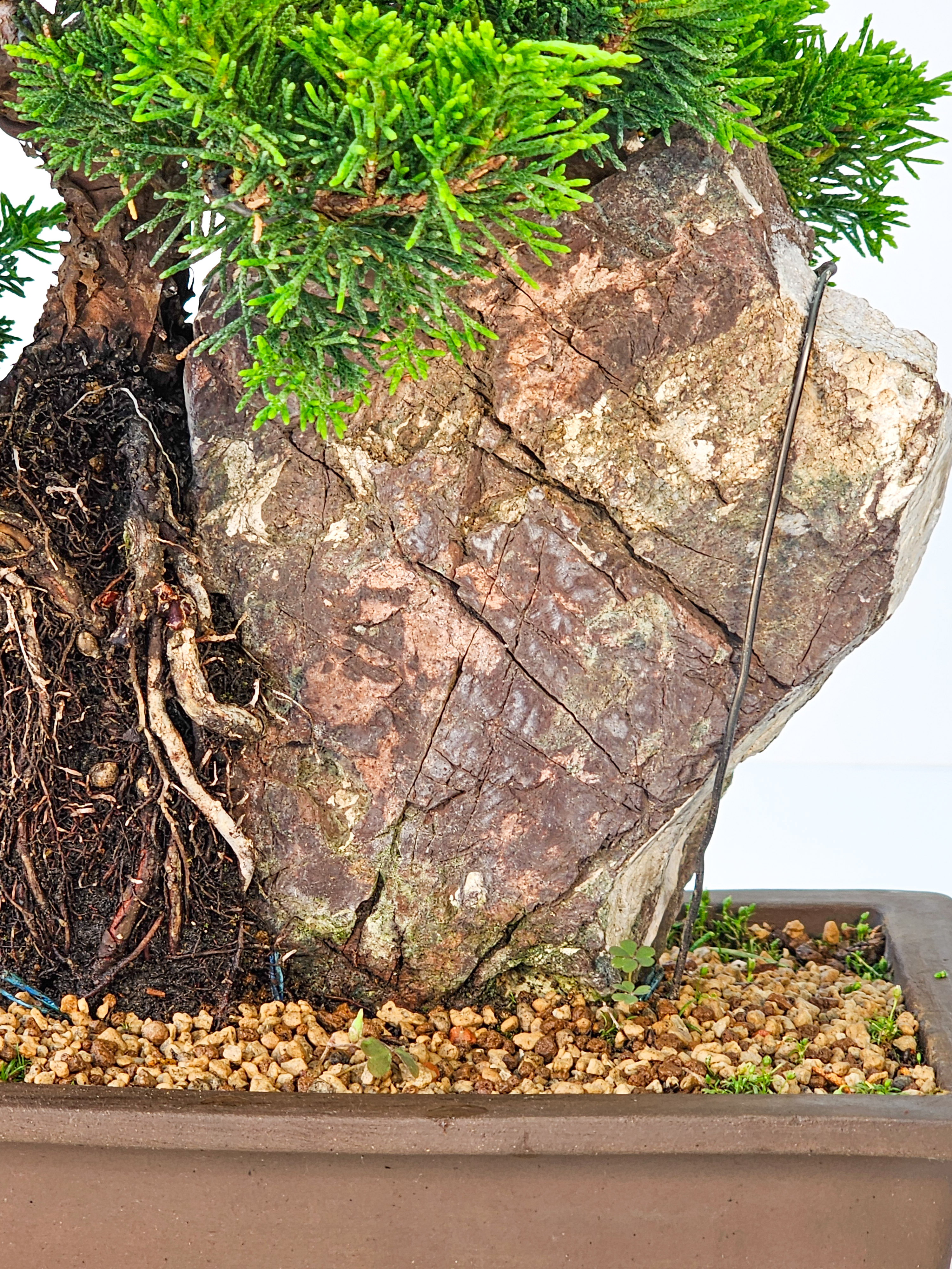 Bonsai Wacholder Juniperus chinensis shimpaku 30,5 cm