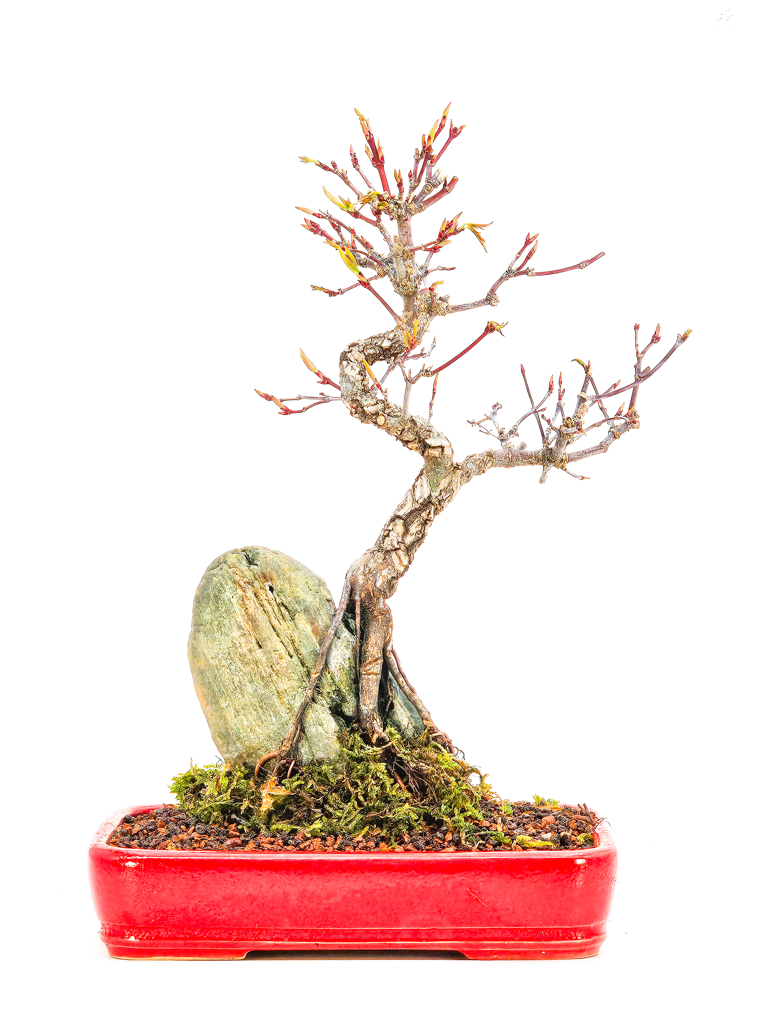 Bonsai Fächerahorn - Acer palmatum Arakawa 25cm  