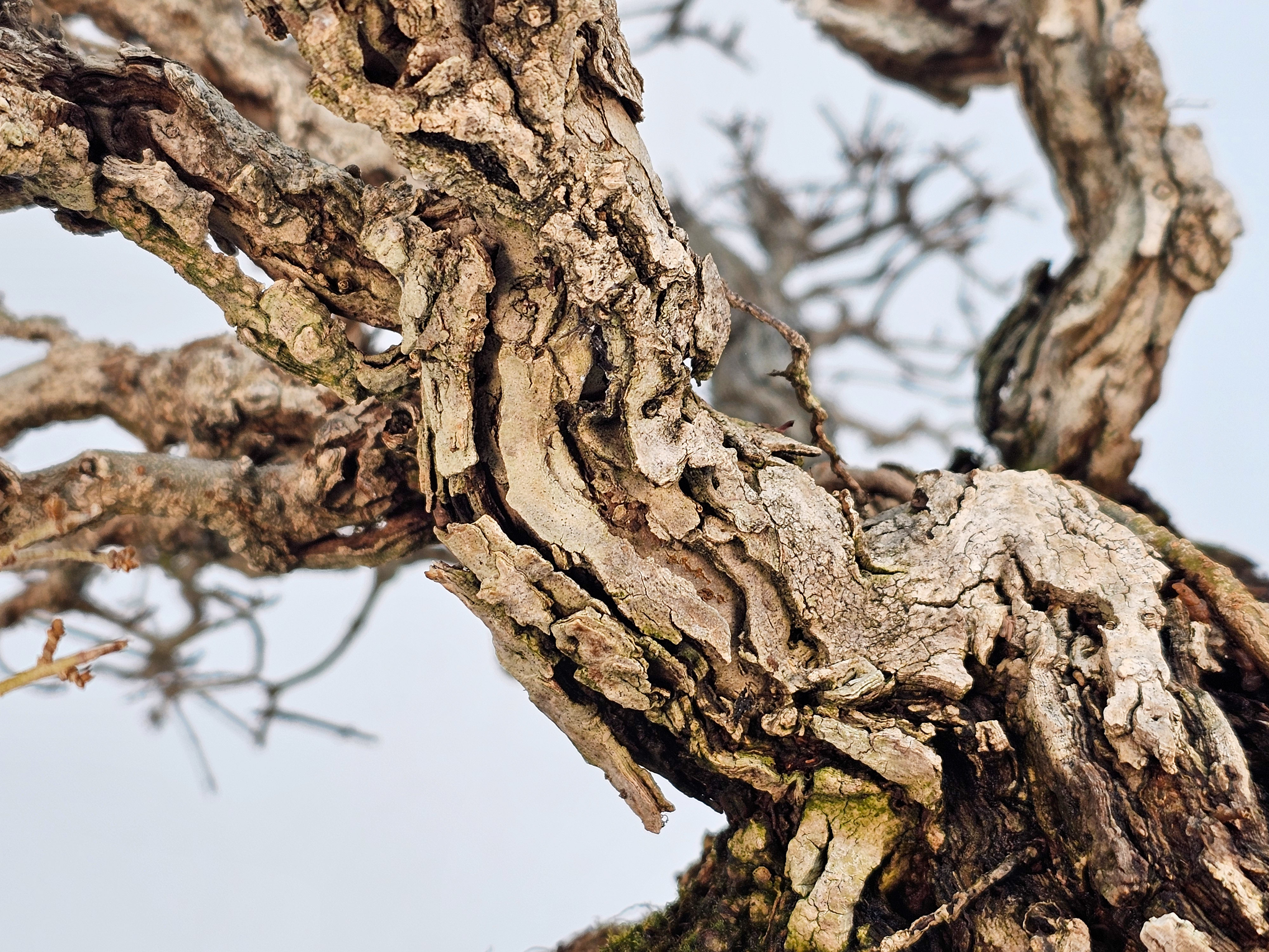 Bonsai Japanischer Liguster - Ligustrum japonicum 25cm