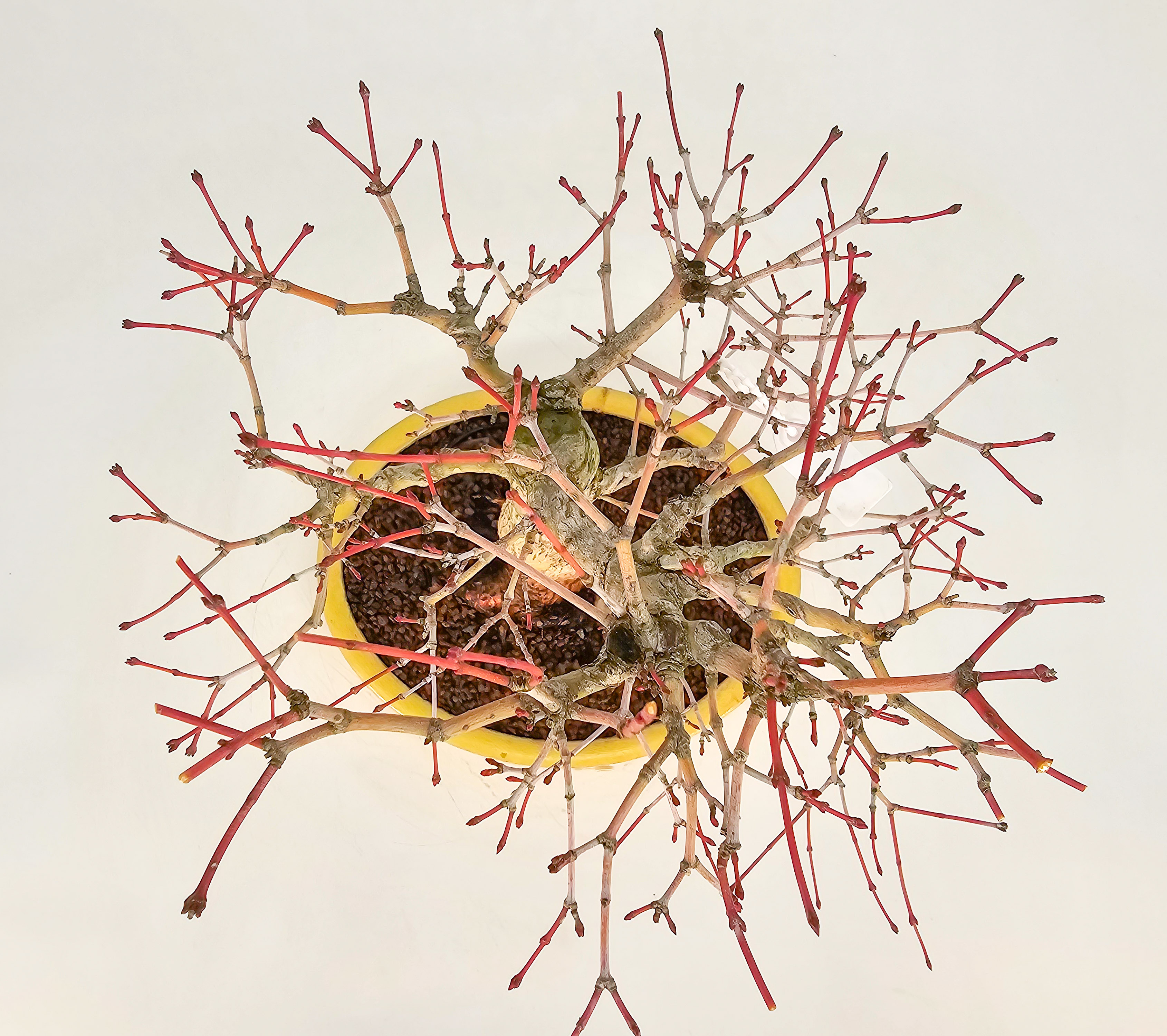 Bonsai Fächerahorn - Acer Palmatum Katsura 23cm