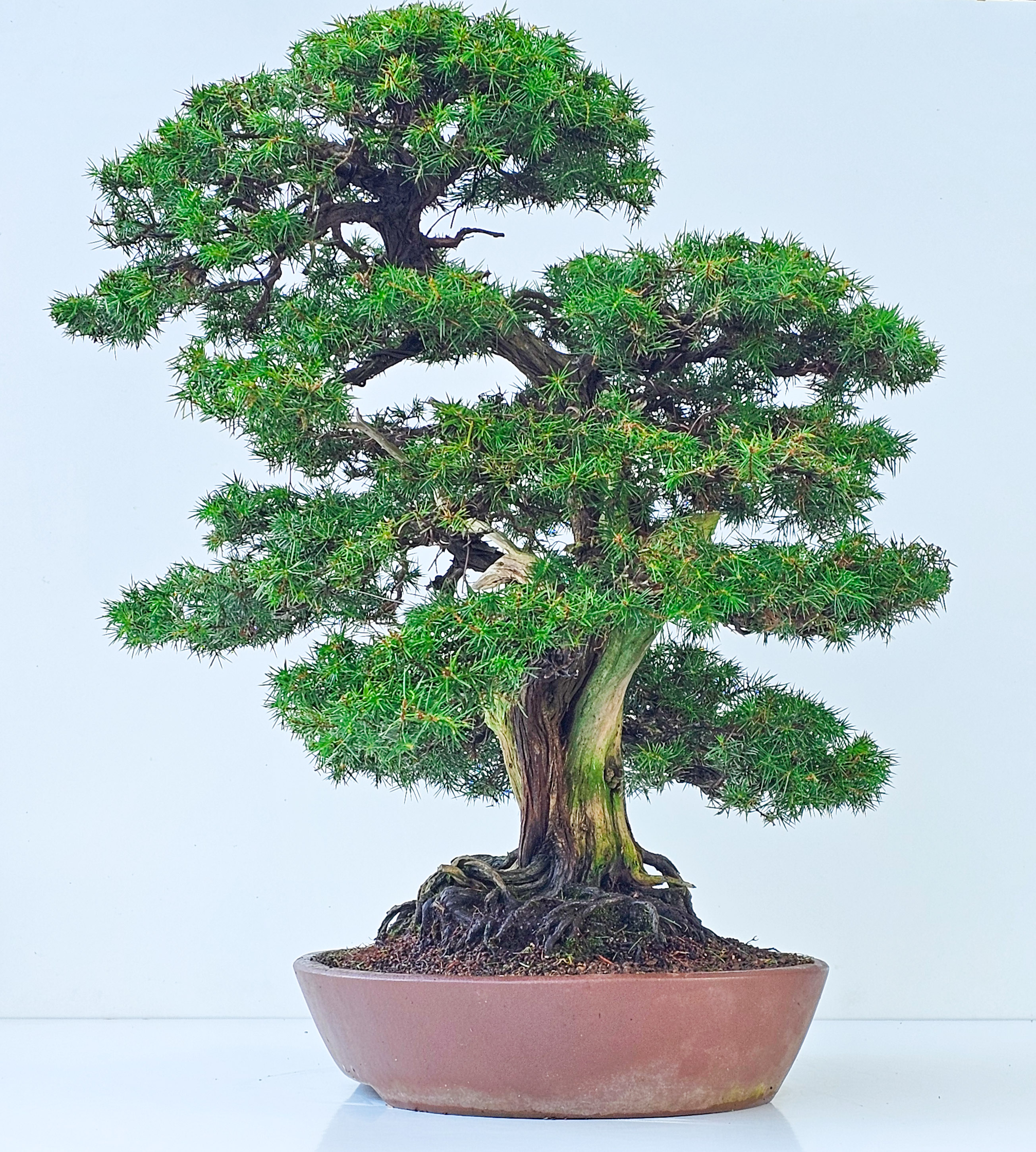 Bonsai Igelwacholder - Juniperus Rigida 67cm  