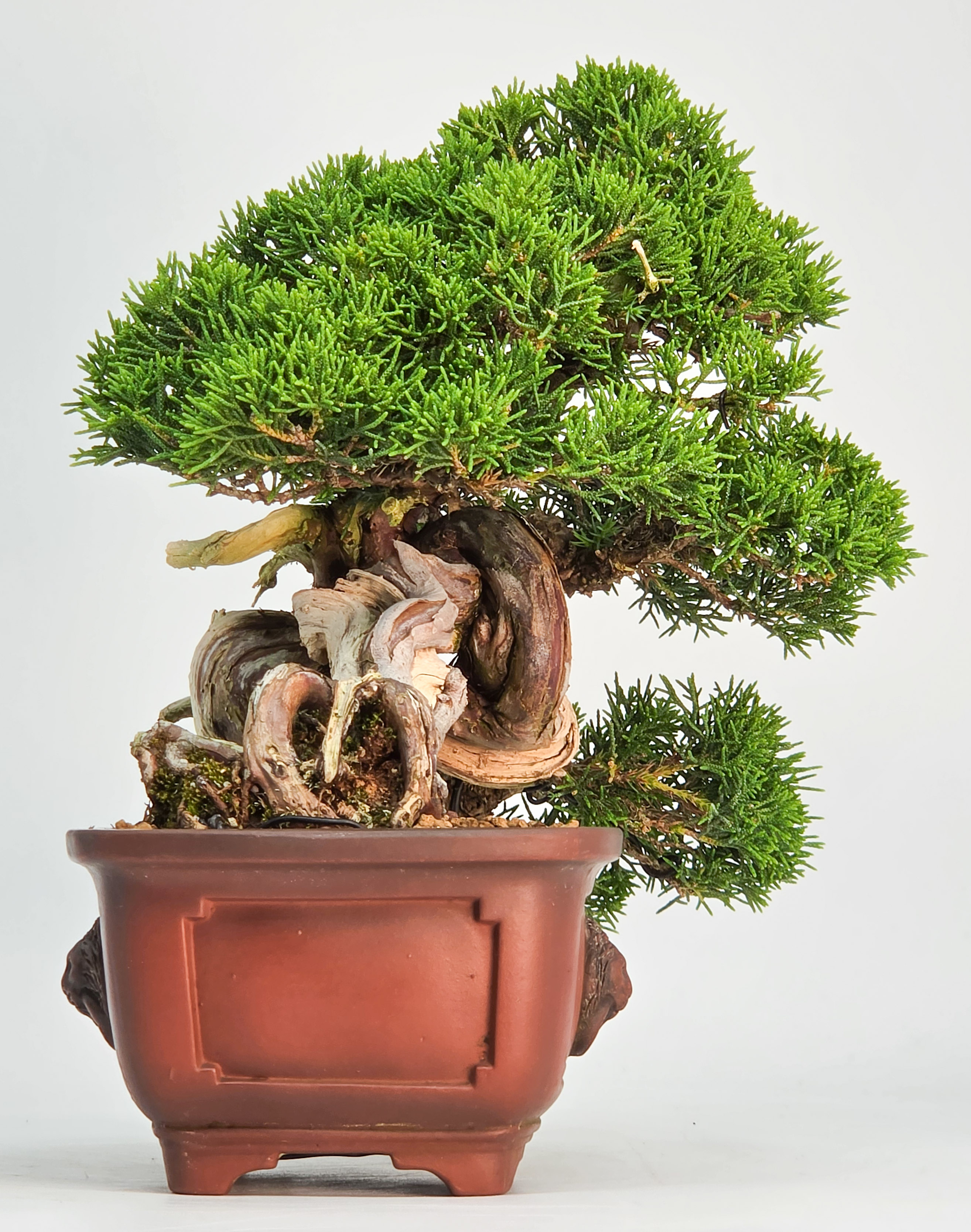 Bonsai Wacholder - Juniperus chinensis Shohin 19cm