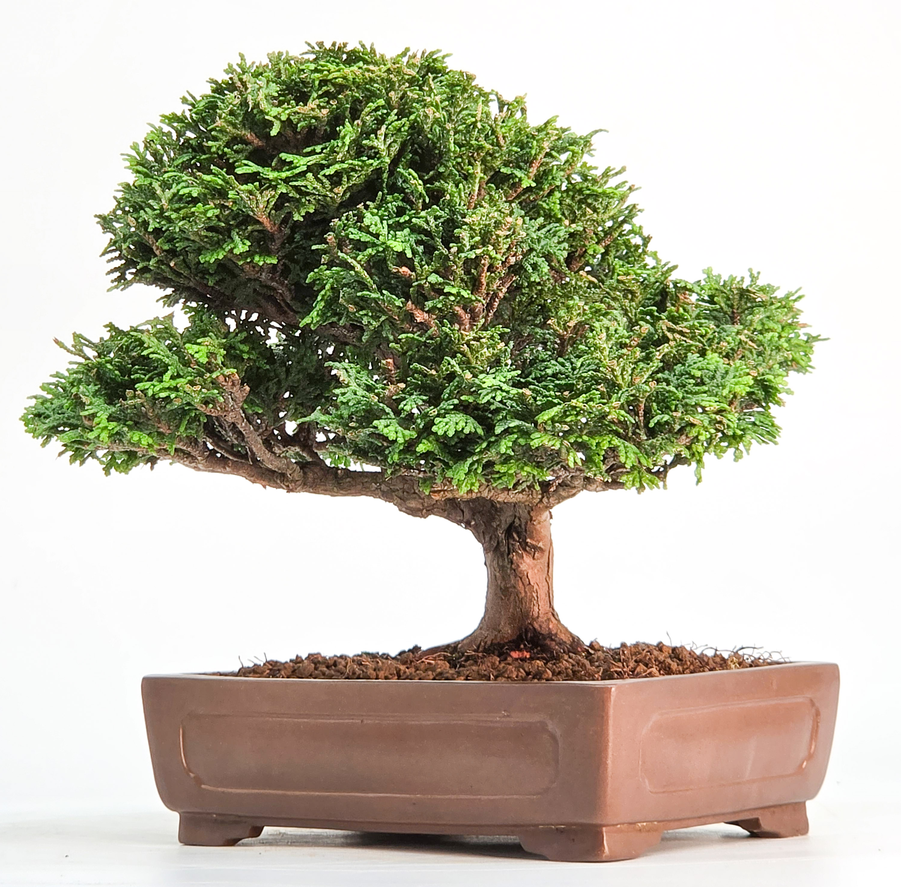 Bonsai Muschelzypresse - Chamaecyparis obtusa Shohin 17cm