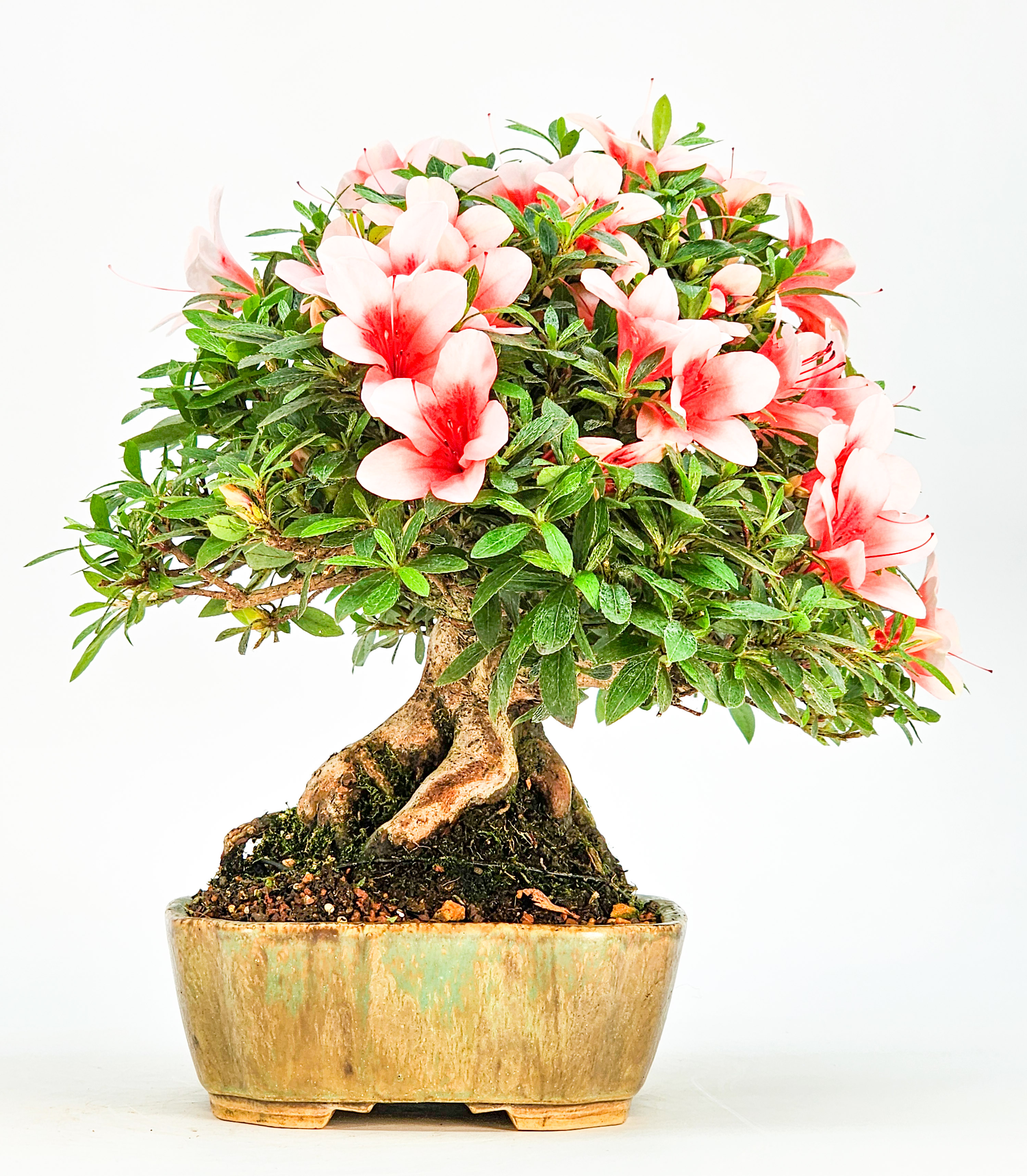 Bonsai Azalee Rhododendron indicum - Hi-no-maru - Shohin 21cm Bonsai Azalee Rhododendron indicum - Hi-no-maru - Shohin 21cm