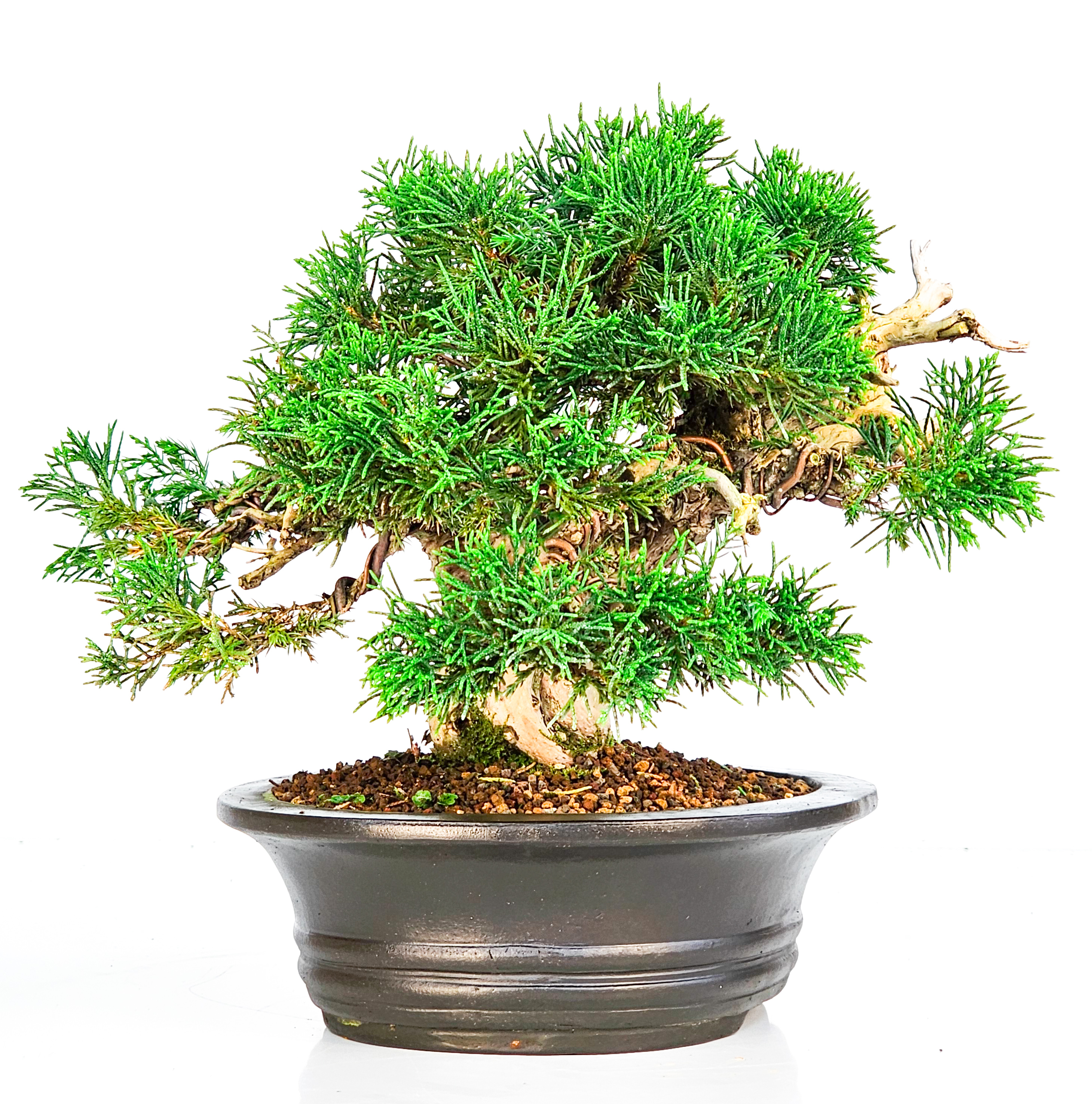 Bonsai Wacholder Juniperus chinensis Shohin 18cm
