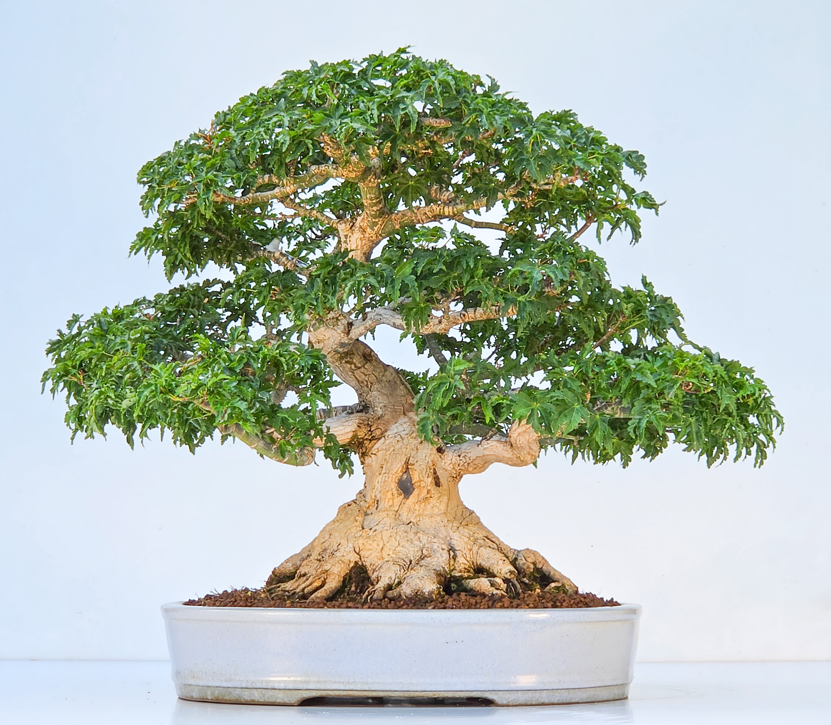 Bonsai Premium Löwenkopfahorn- Acer palmatum Shishigashira 40cm Video!!
