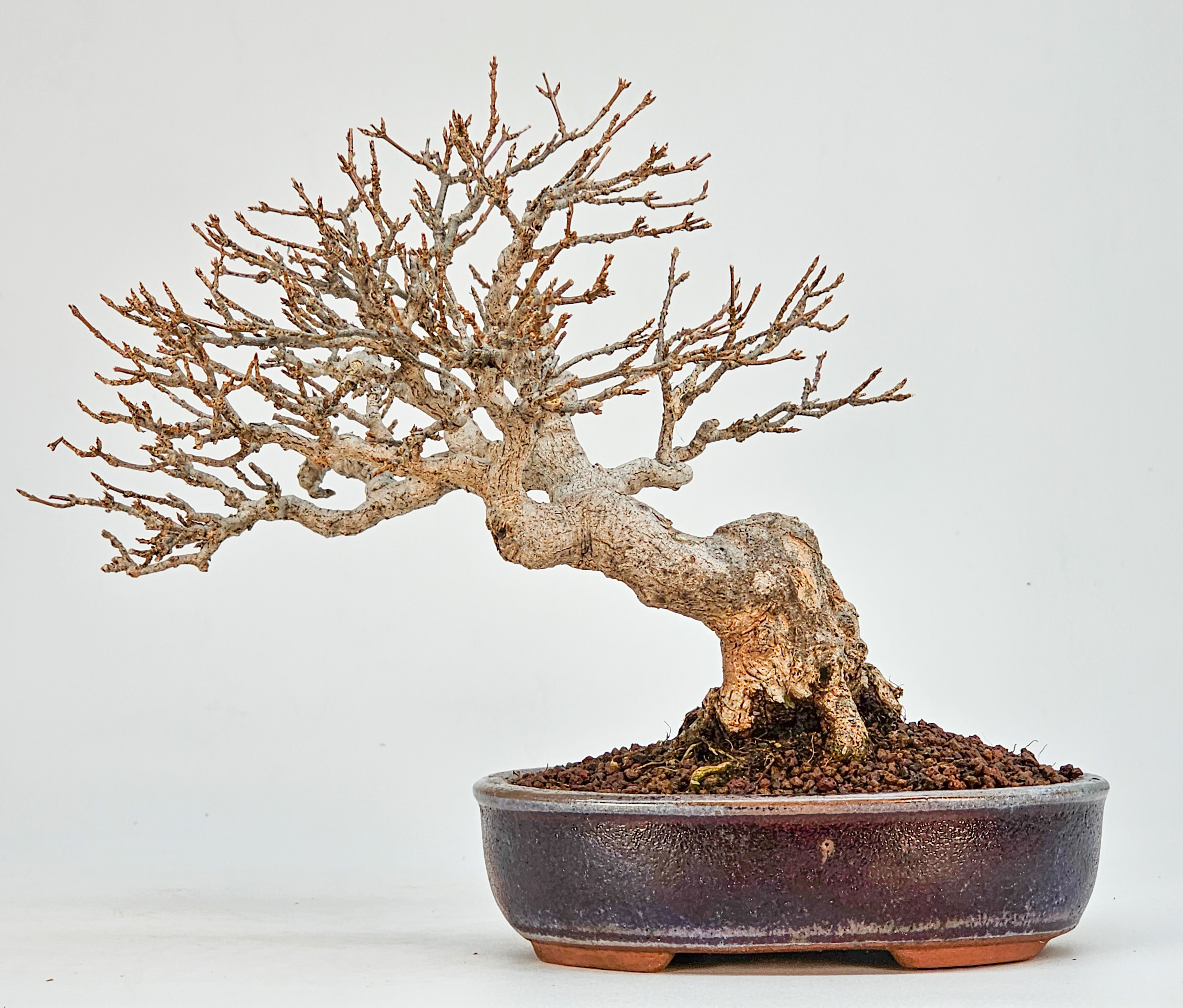 Bonsai Dreispitzahorn - Acer buergerianum Shohin 16cm