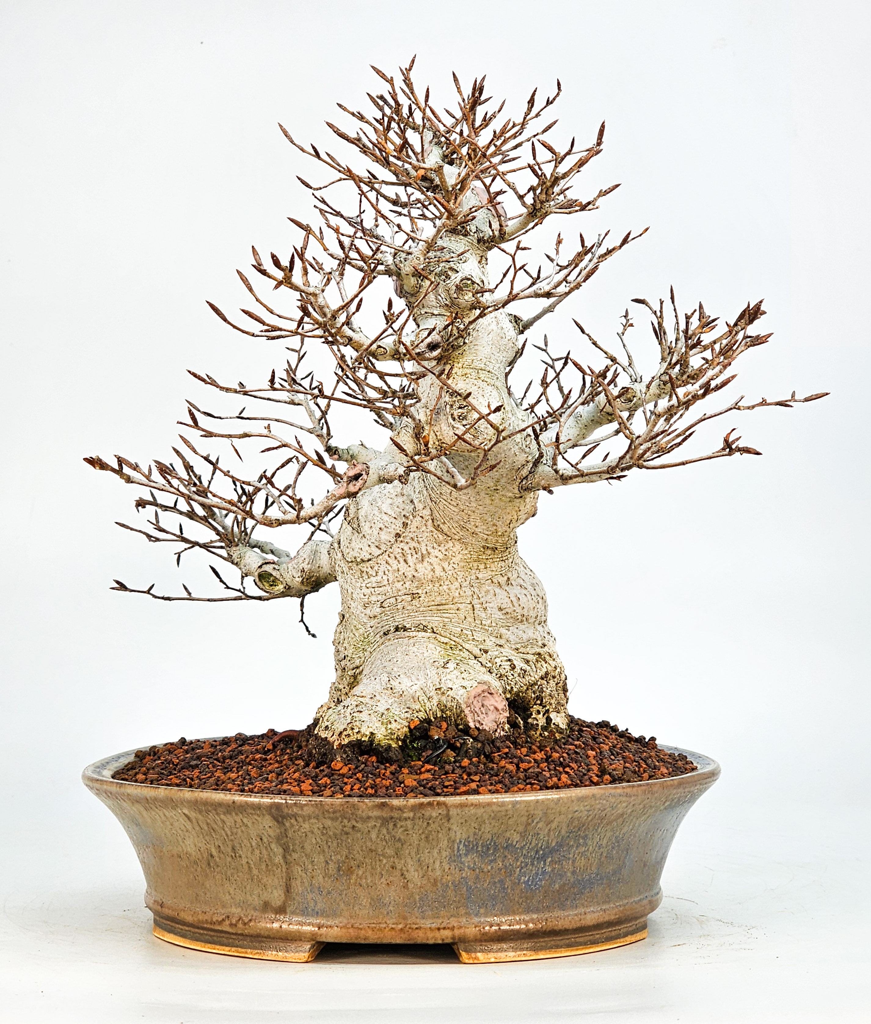 Bonsai Premium Kerbbuche Fagus Crenata 26 cm Video!!! Bonsai Premium Kerbbuche Fagus Crenata 26 cm Video!!!