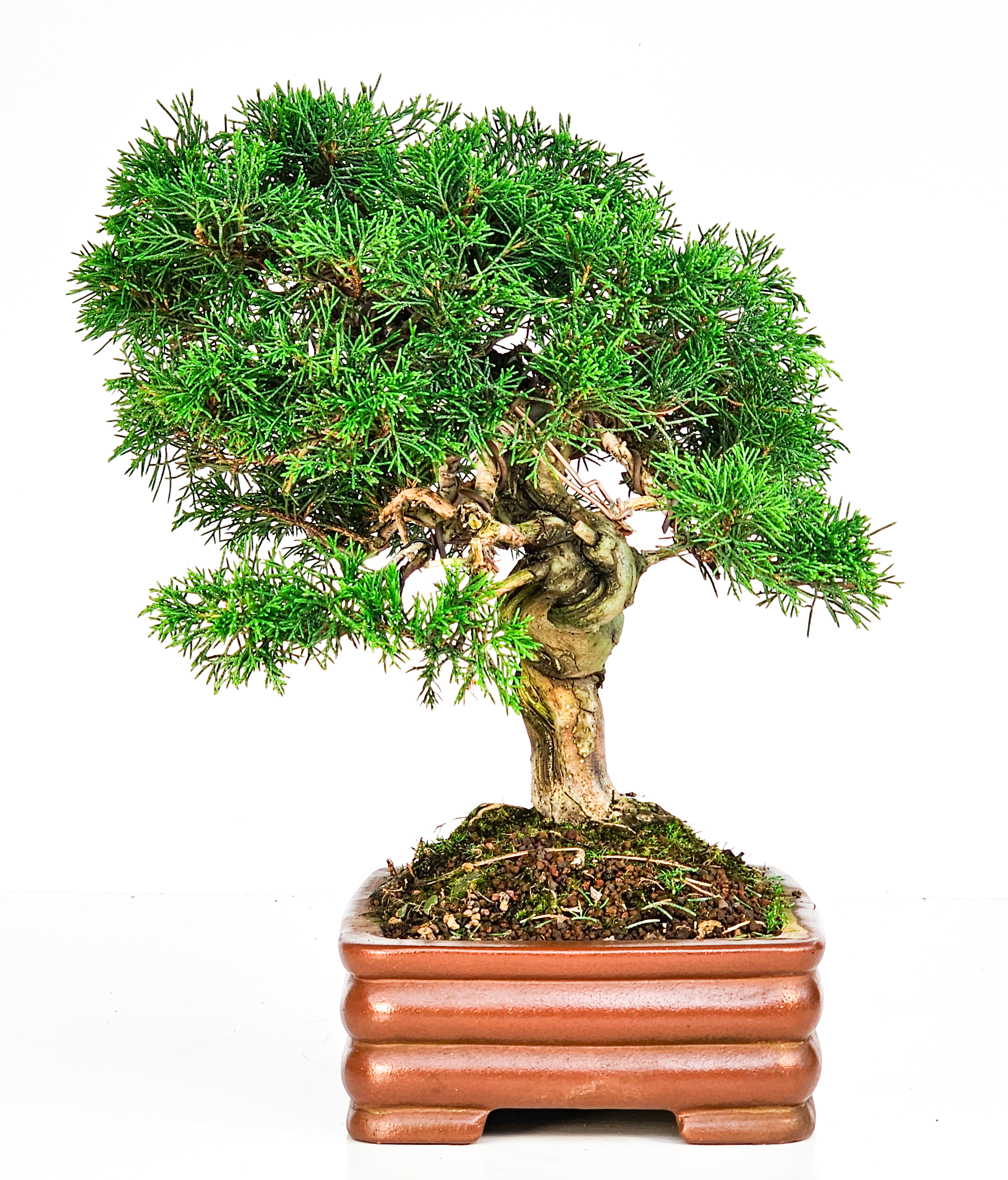 Bonsai Wacholder Juniperus Itoigawa 32cm