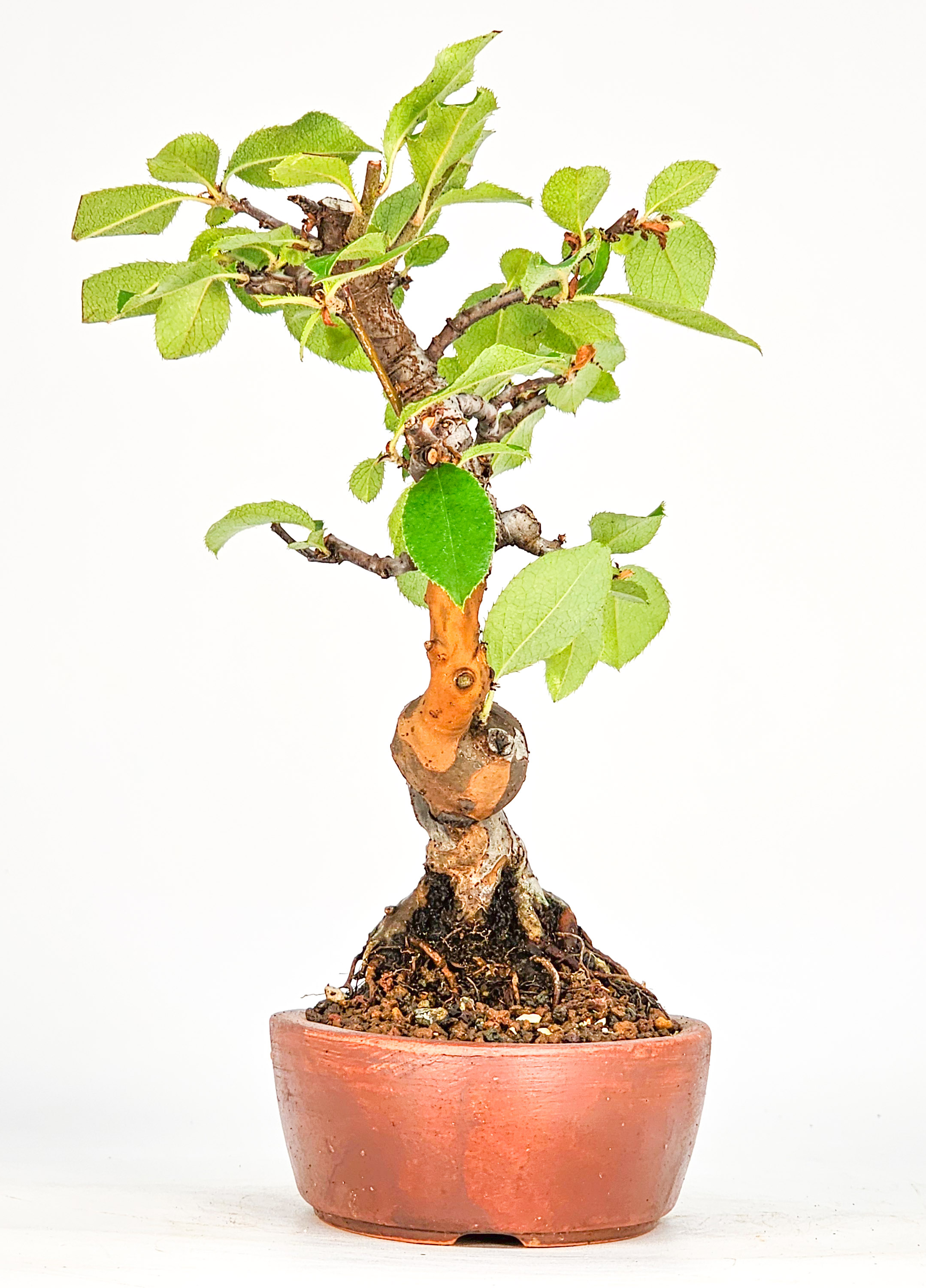 Bonsai Quitte - Pseudocydonia sinensis Shohin 17cm