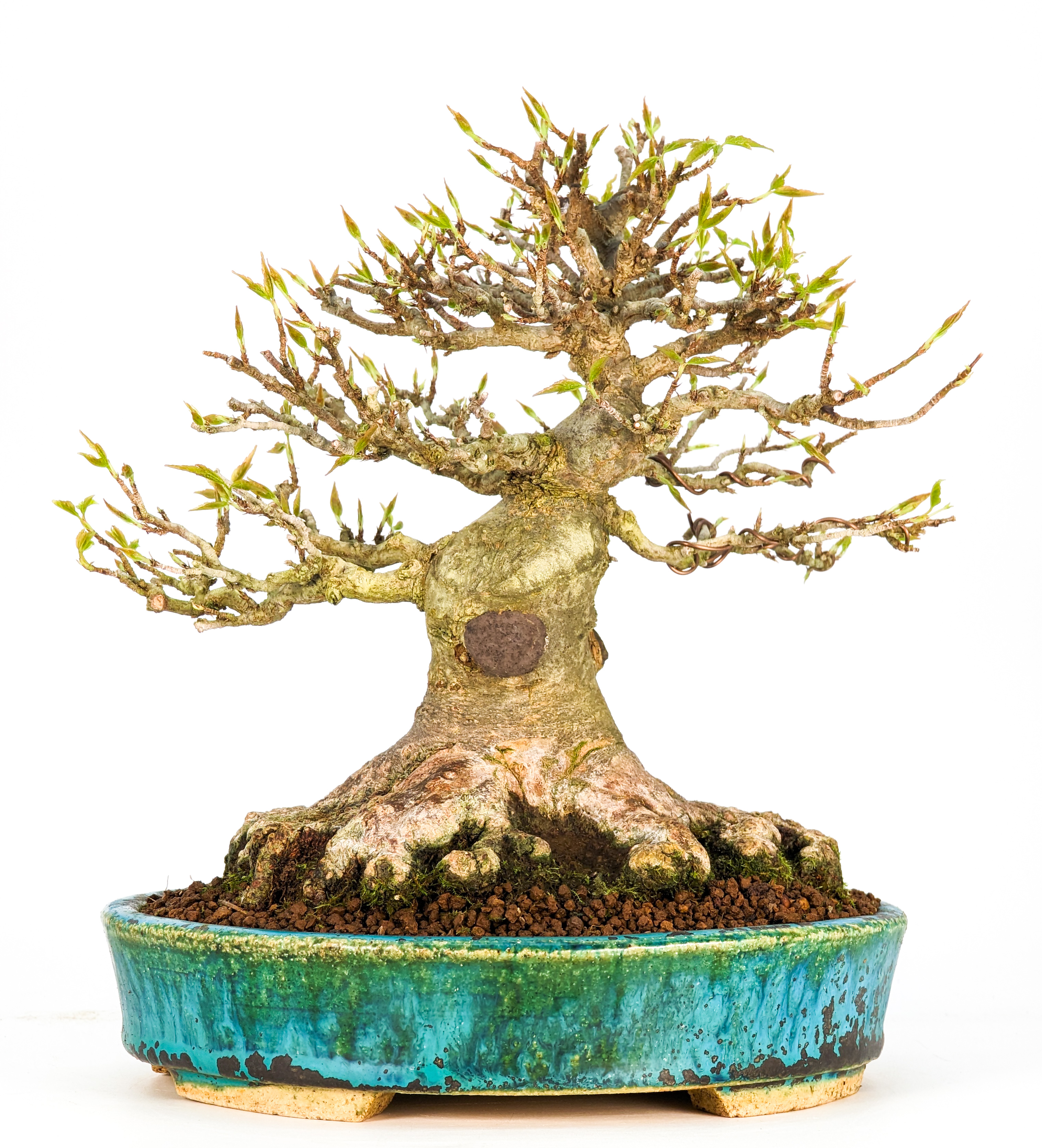 Bonsai Dreispitzahorn - Acer buergerianum Shohin 19cm Bonsai Dreispitzahorn - Acer buergerianum Shohin 19cm