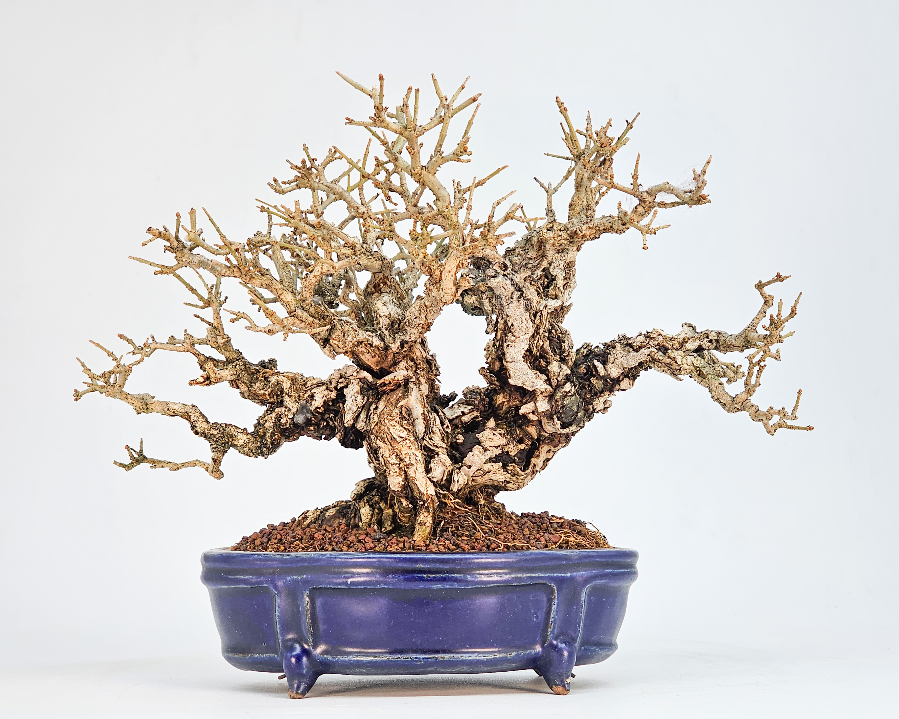 Bonsai Premium Japanischer Liguster - Ligustrum japonicum Shohin 16cm