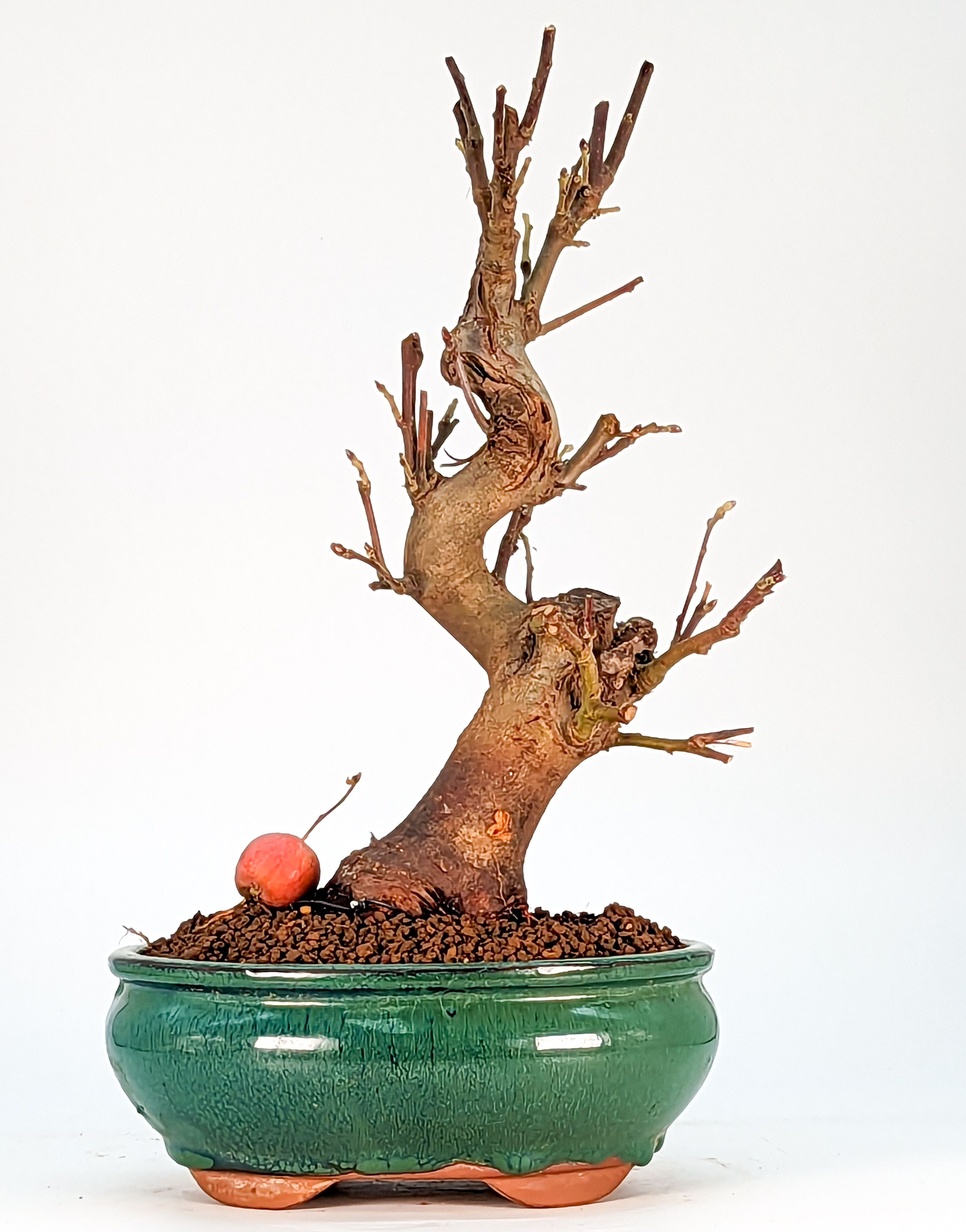 Bonsai Malus - Apfel 26cm 