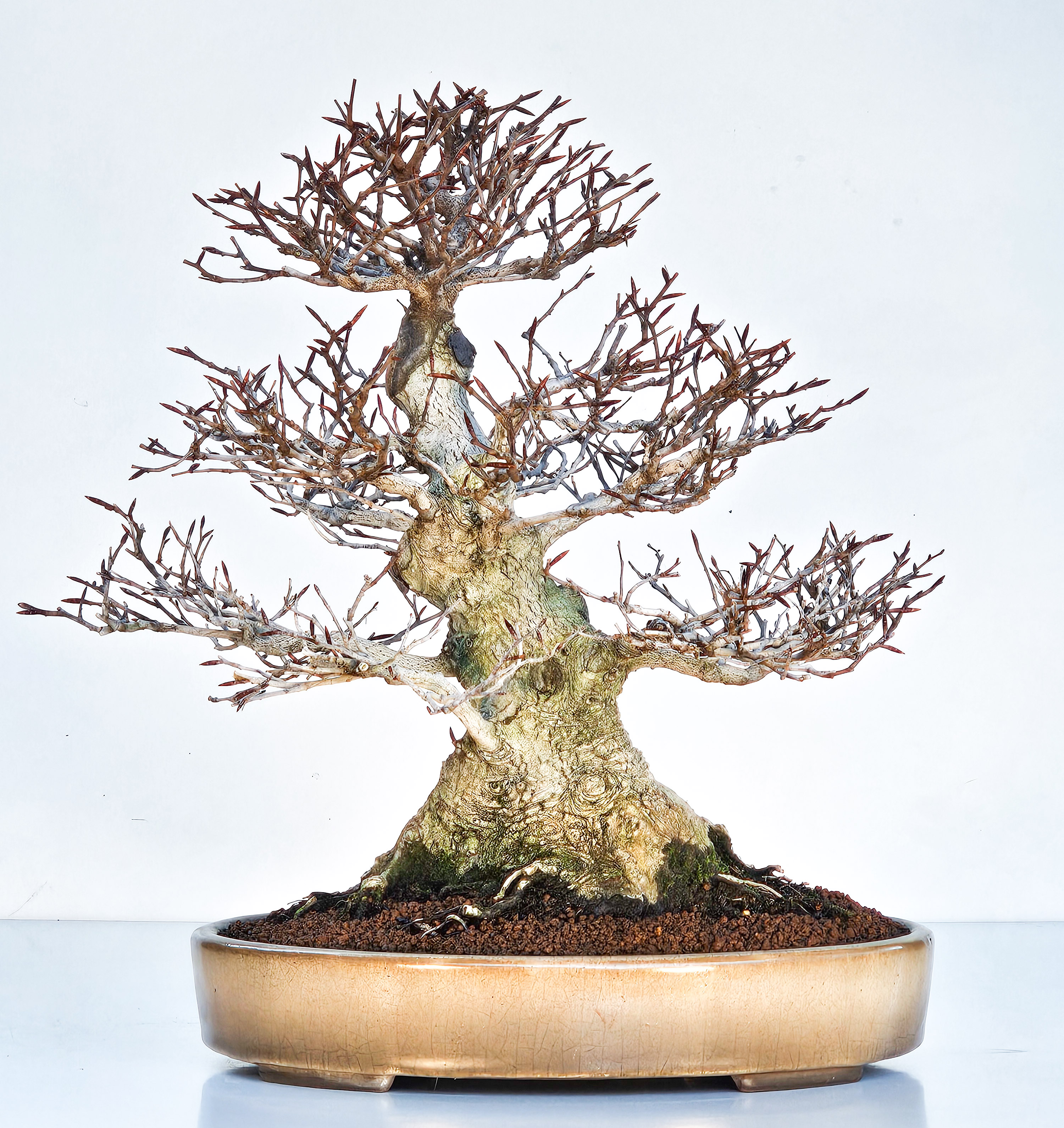 Bonsai Premium Kerbbuche Fagus Crenata - Yorozu-en 33cm