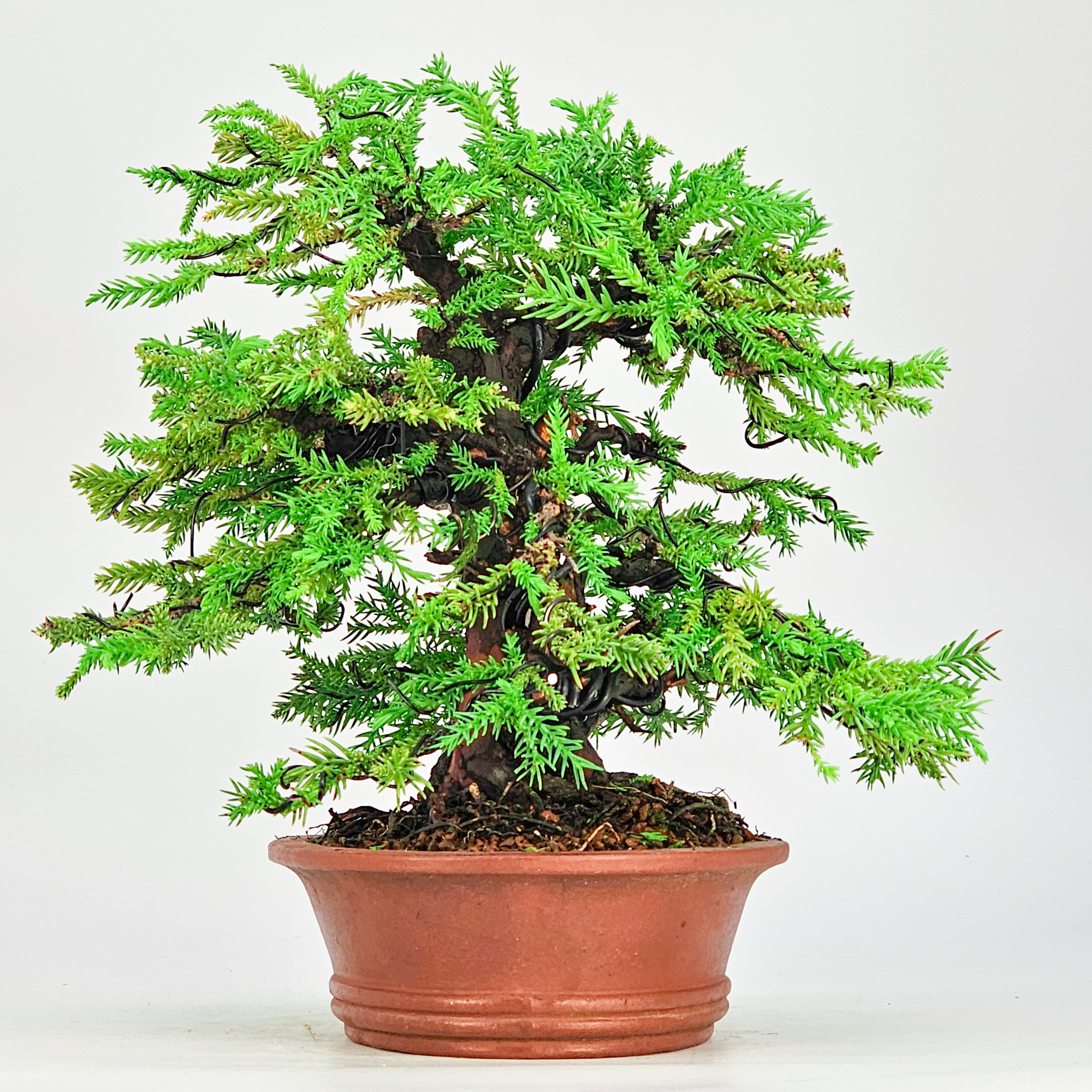 Bonsai Sicheltanne Cryptomeria Japonica 21cm