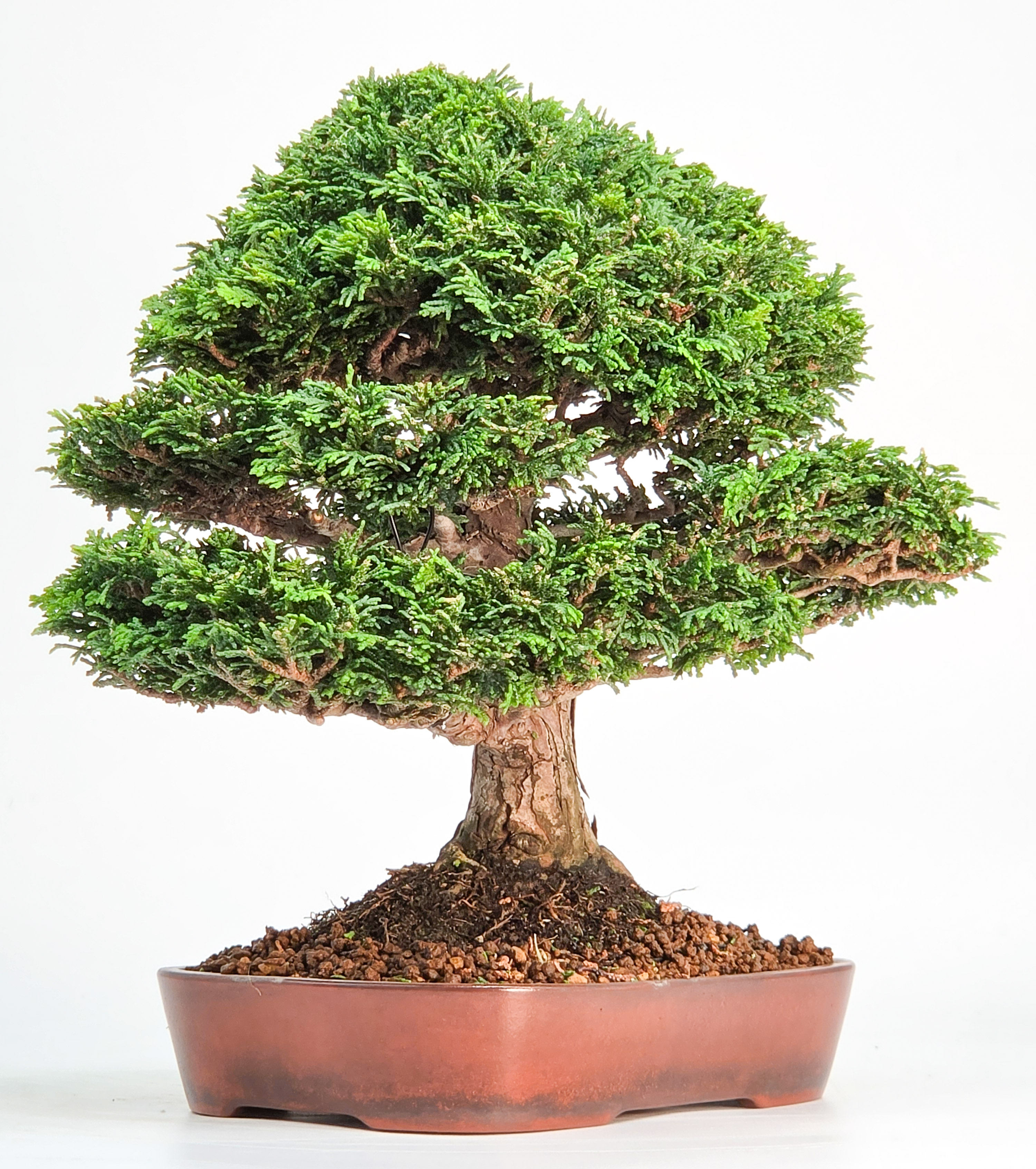 Bonsai Premium Muschelzypresse - Chamaecyparis obtusa 23cm