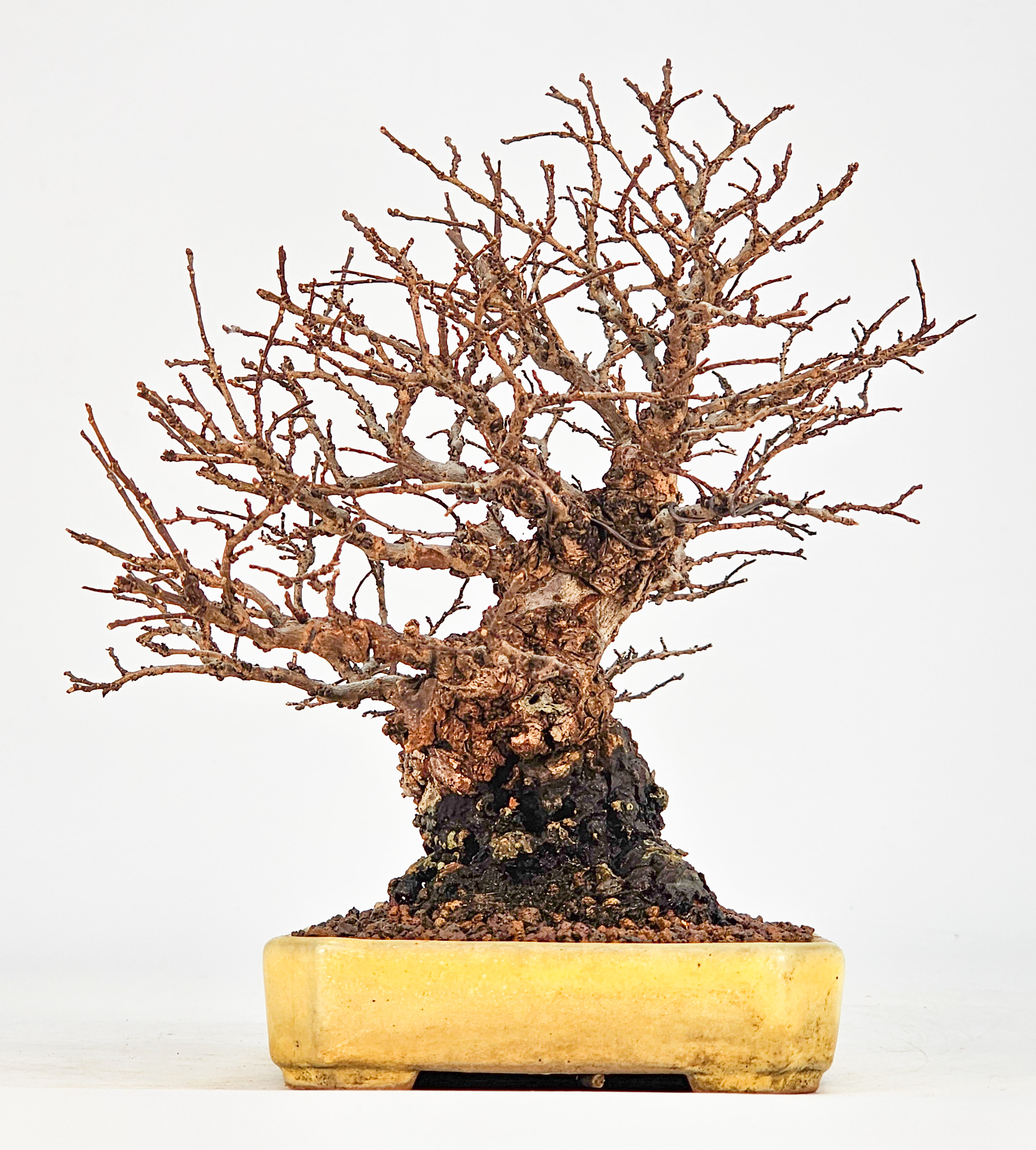 Bonsai Japanische Ulme - Ulmus parvifolia Shohin 17cm