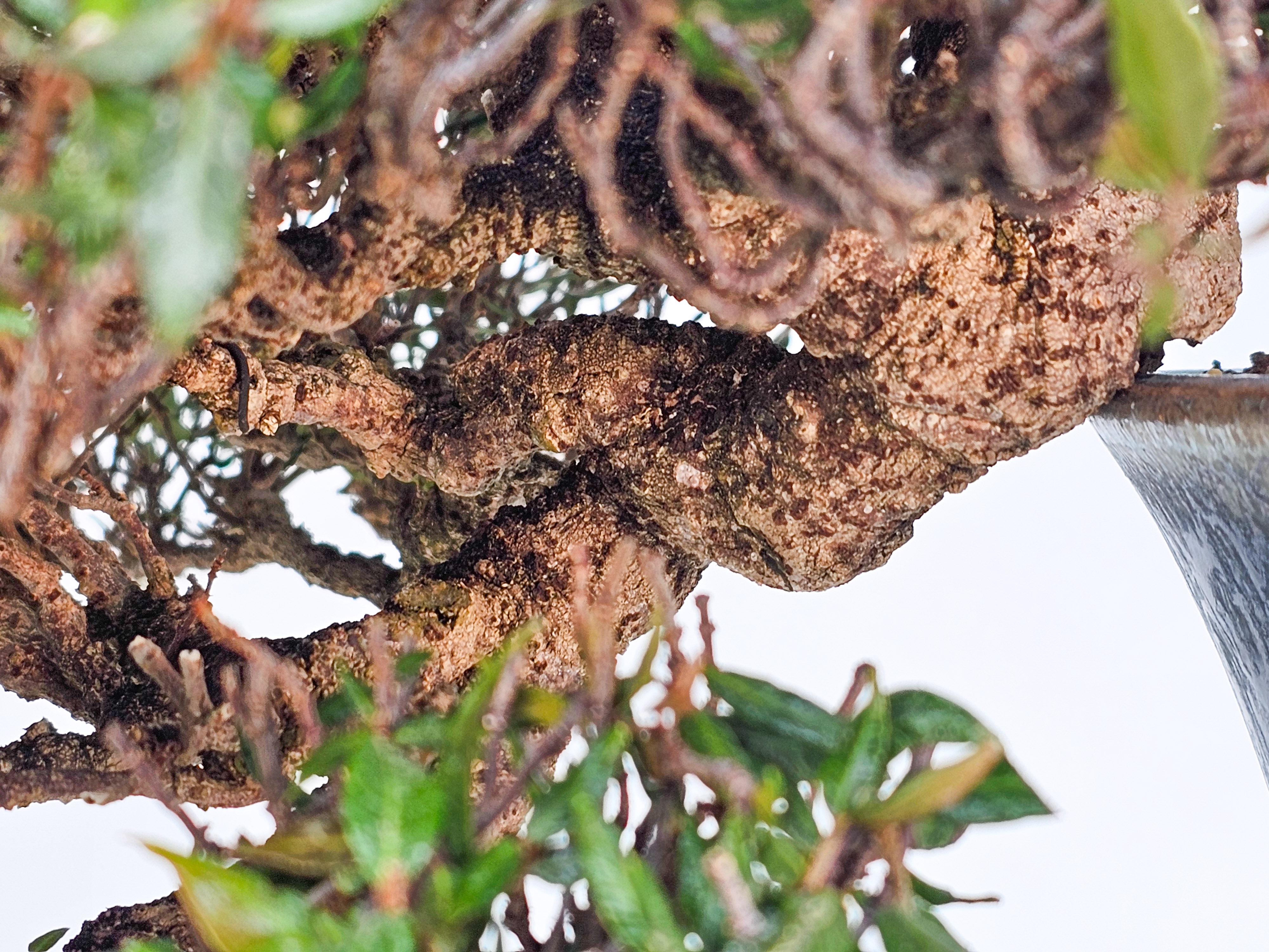 Bonsai Premium Sternjasmin - Trachelospermum asiaticum 25cm