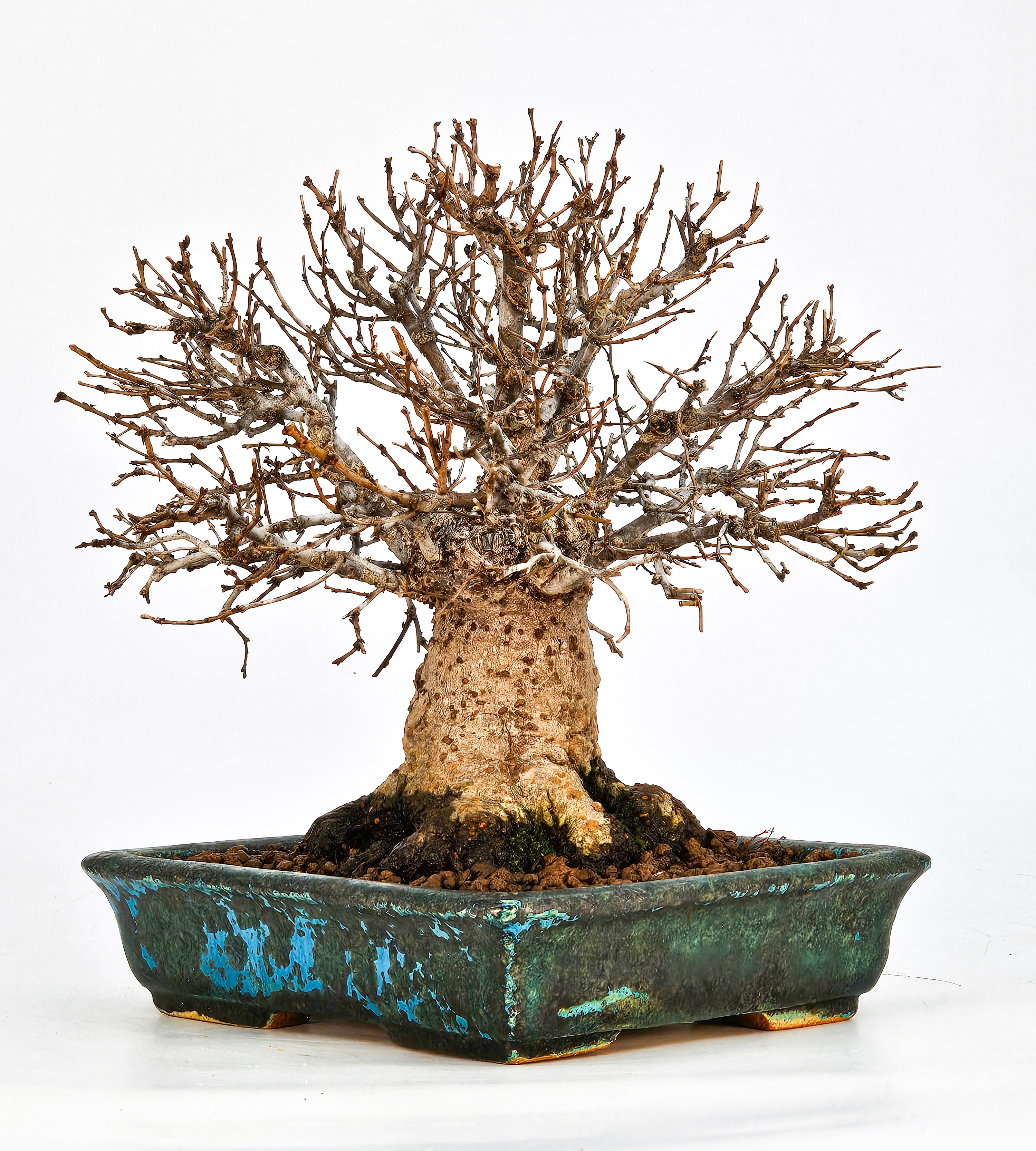 Bonsai Zelkova serrata Shohin 17cm - Video!! Bonsai Zelkova serrata Shohin 17cm - Video!!
