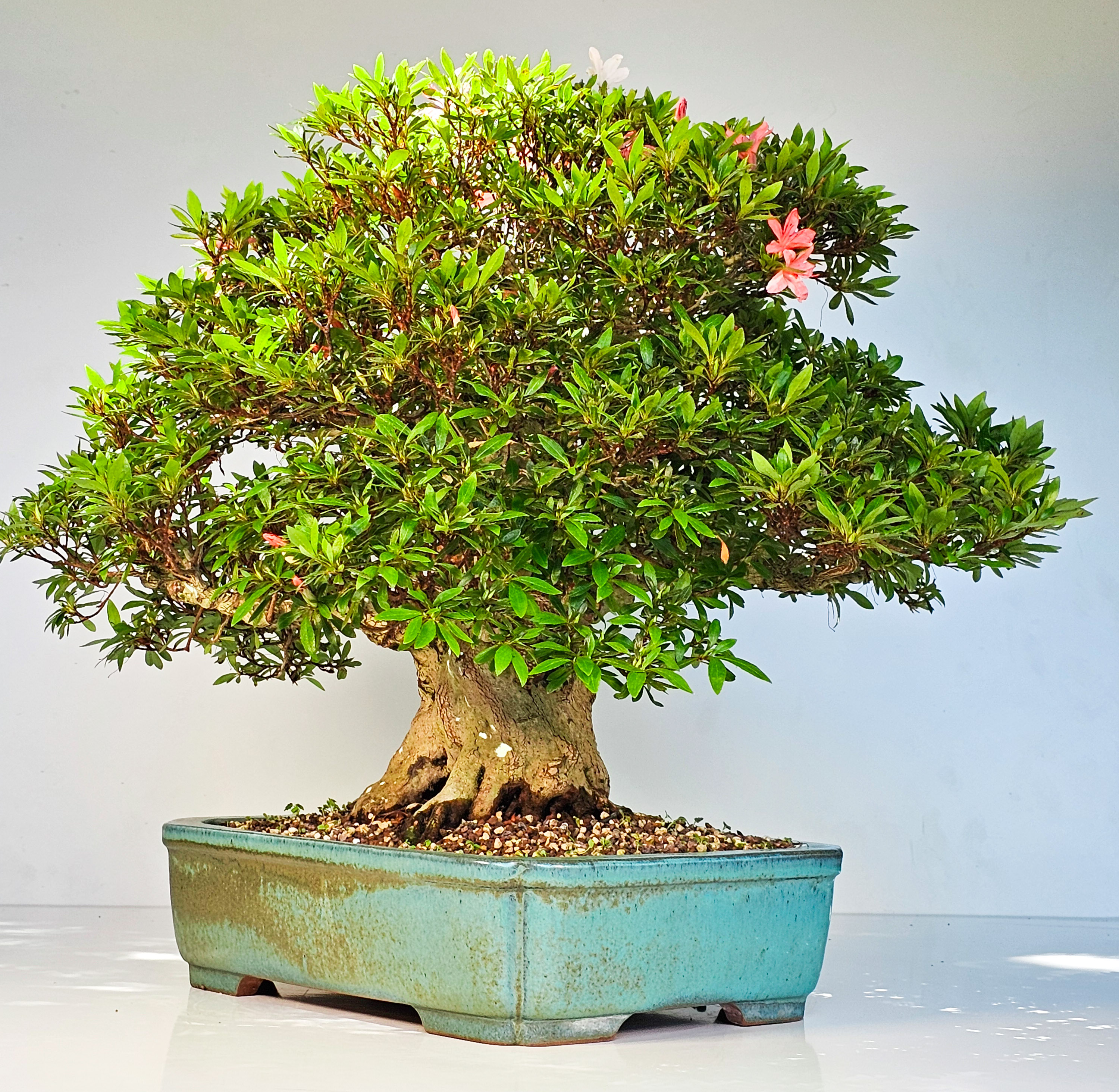 Bonsai Azalee Rhododendron indicum -Nissho no Hakari- 48cm Bonsai Azalee Rhododendron indicum -Nissho no Hakari- 48cm