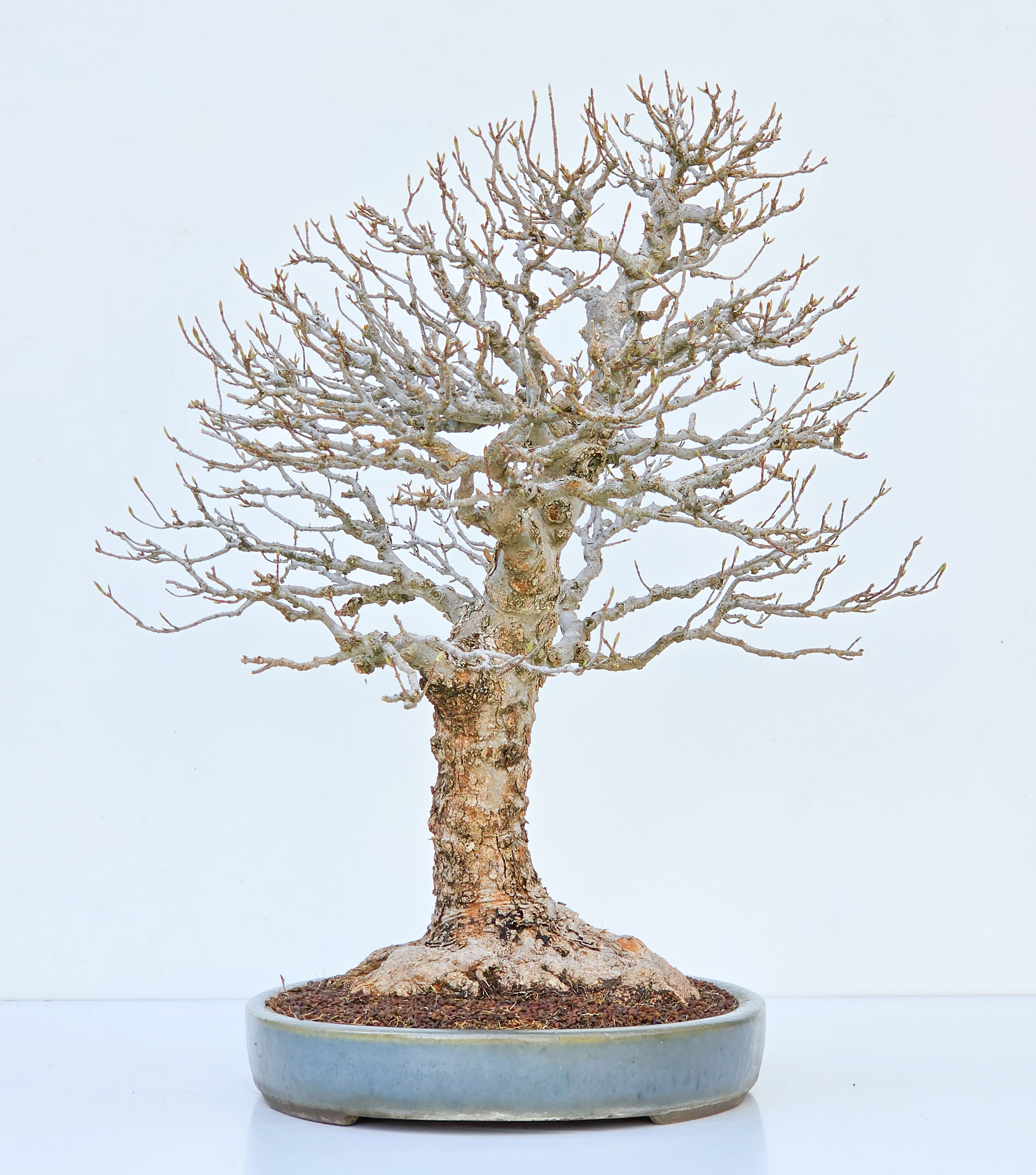 Bonsai Dreispitzahorn  - Acer buergerianum Arakawa 63cm Video!!