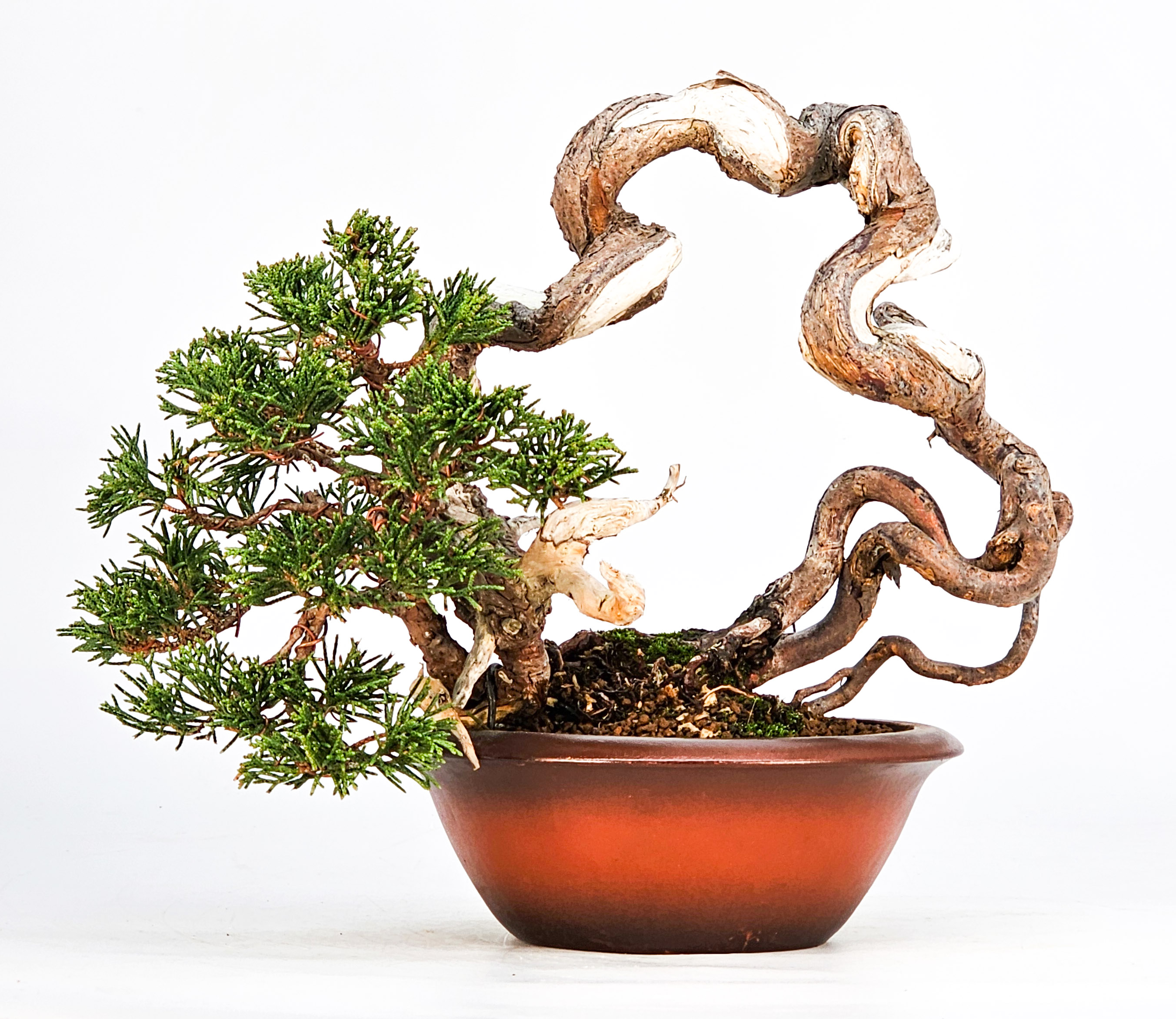 Bonsai Wacholder Juniperus Itoigawa 18cm Video!!
