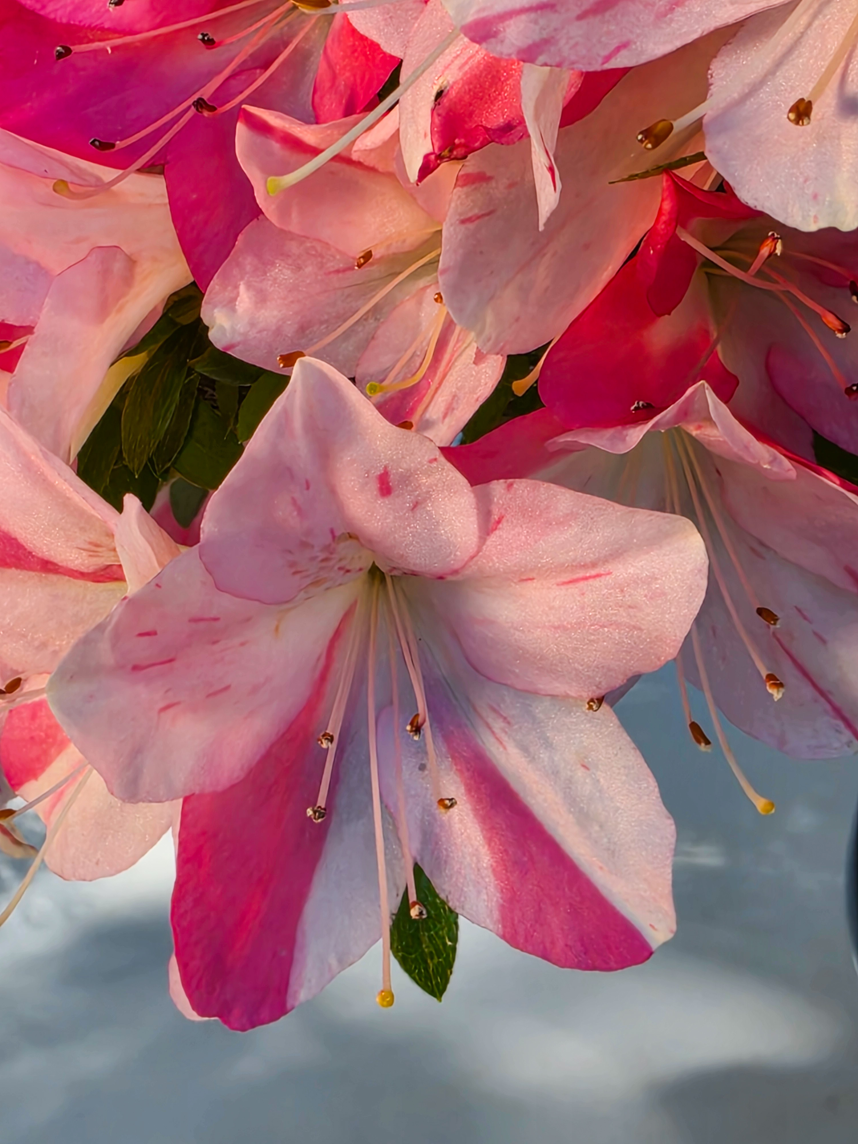 Bonsai Premium Azalee -  Rhododendron indicum Jyukou 40cm Video!!