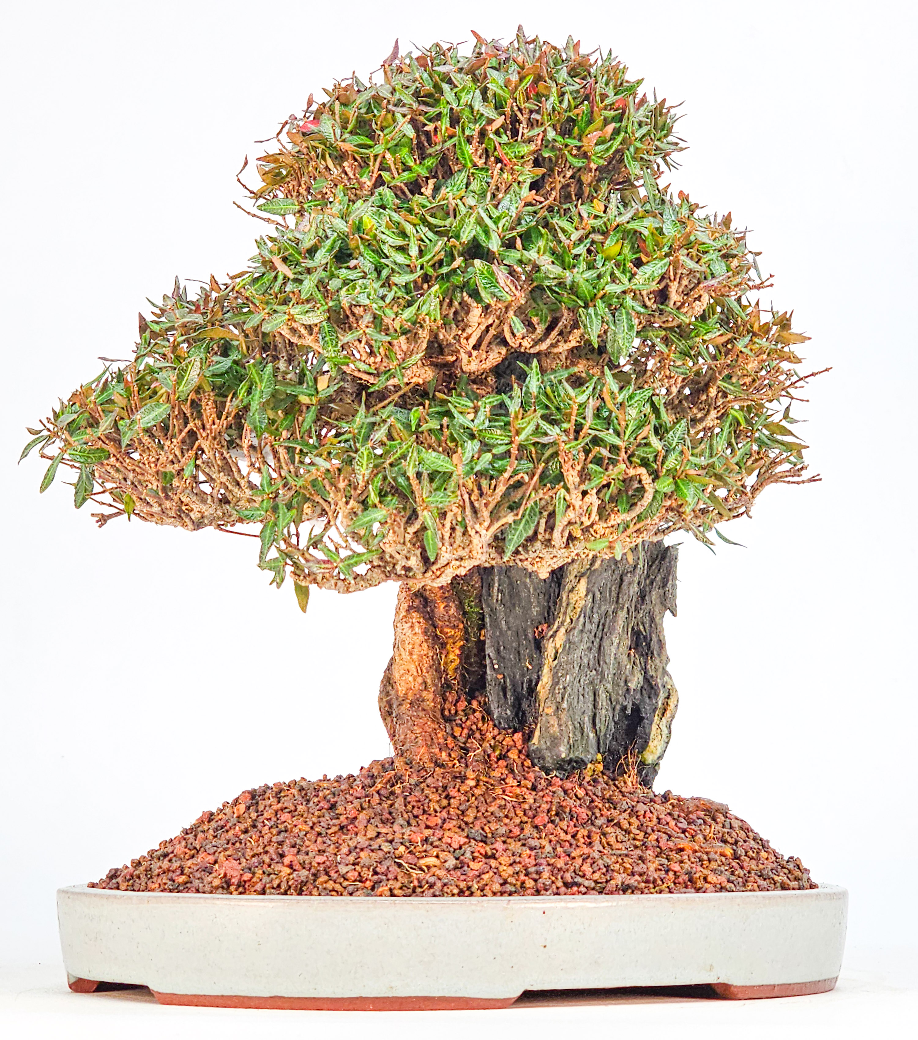 Bonsai Premium Sternjasmin - Trachelospermum asiaticum Ishizuki 24,5cm  