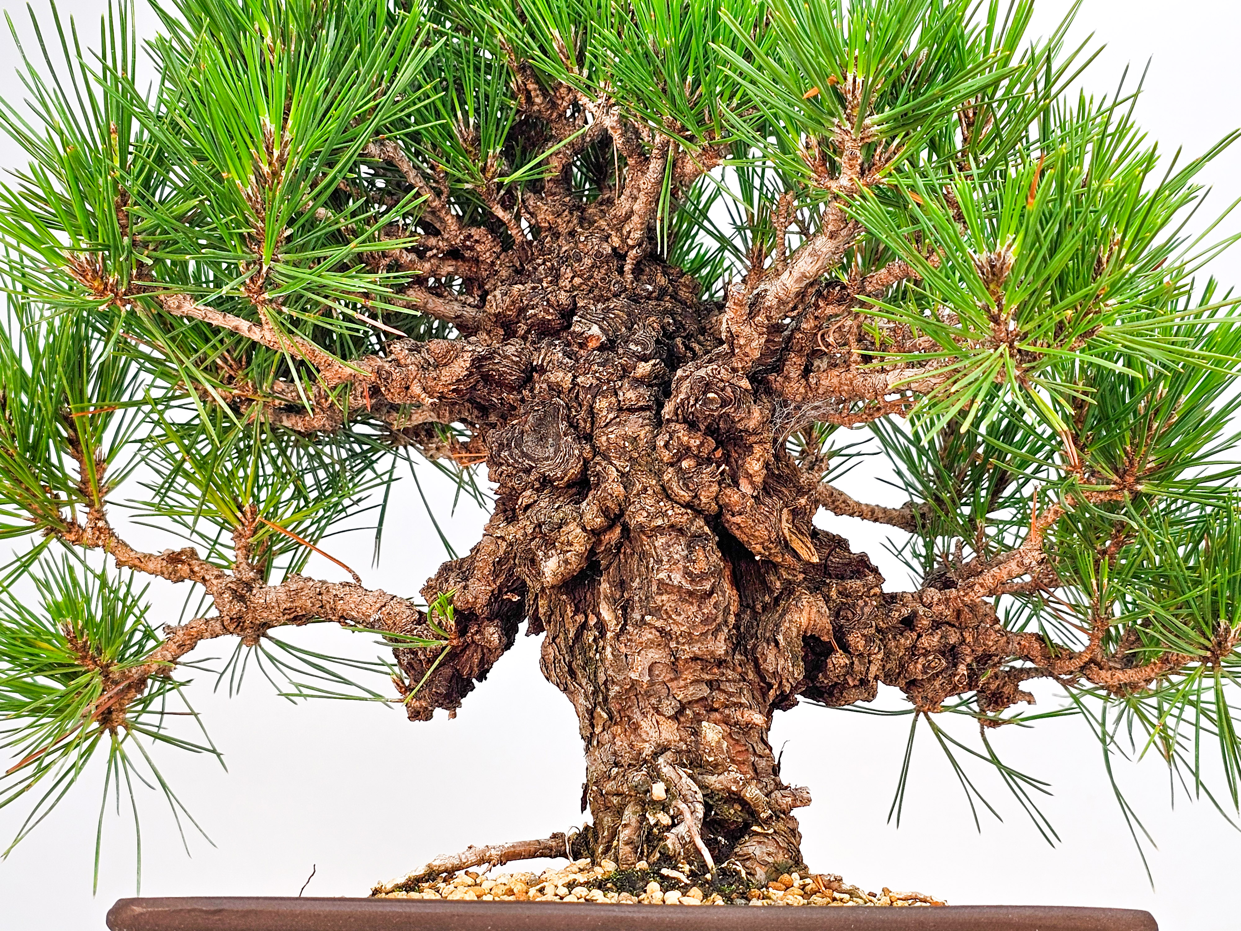 Bonsai Schwarzkiefer - Pinus thunbergii 26cm 