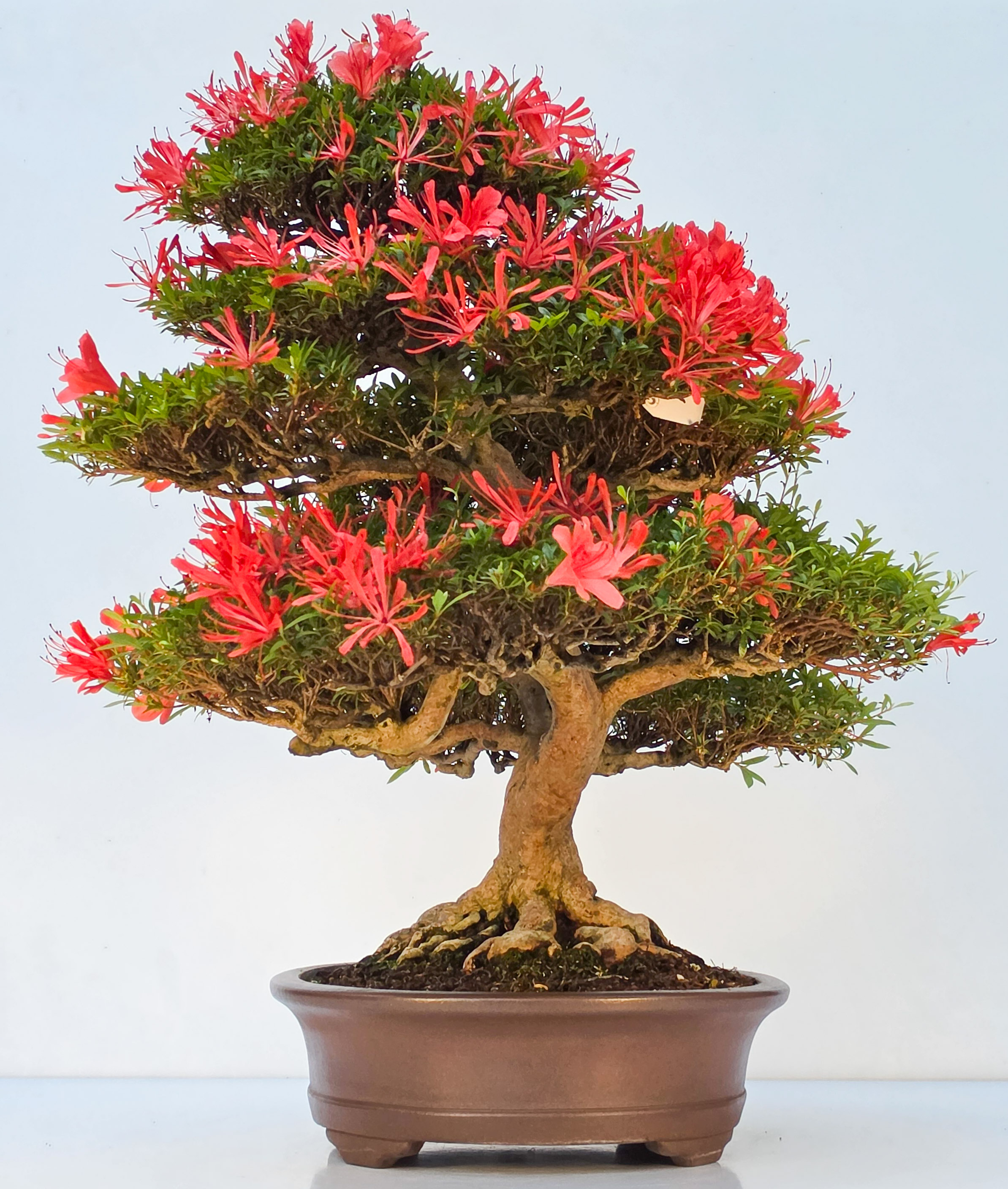 Bonsai Premium Azalee -  Rhododendron indicum kinsai 60cm