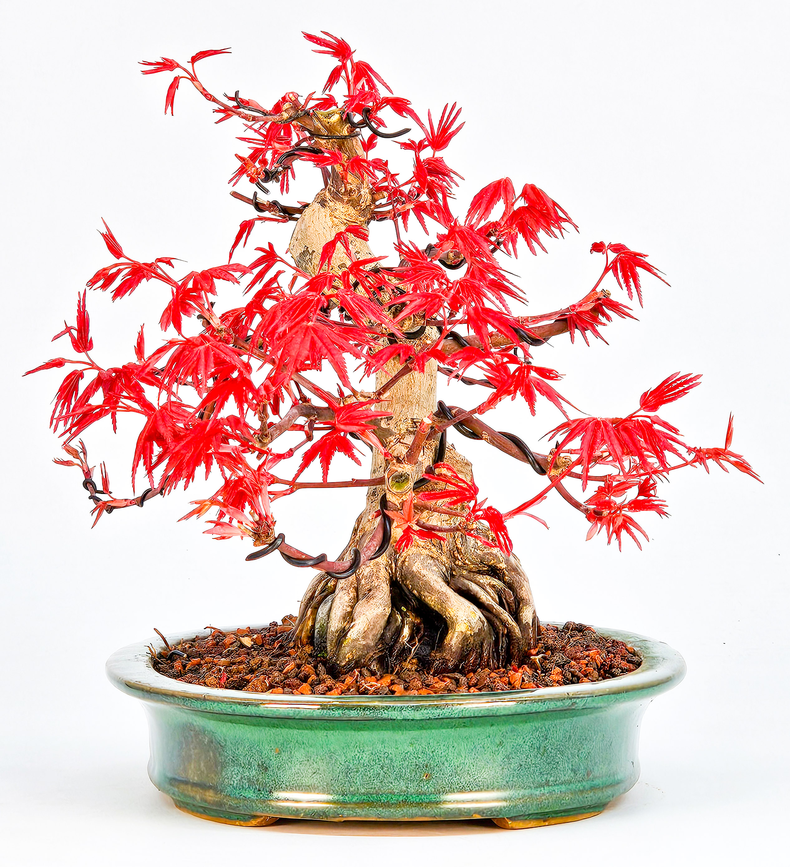 Bonsai Fächerahorn Acer palmatum Deshojo Ishizuki 16cm