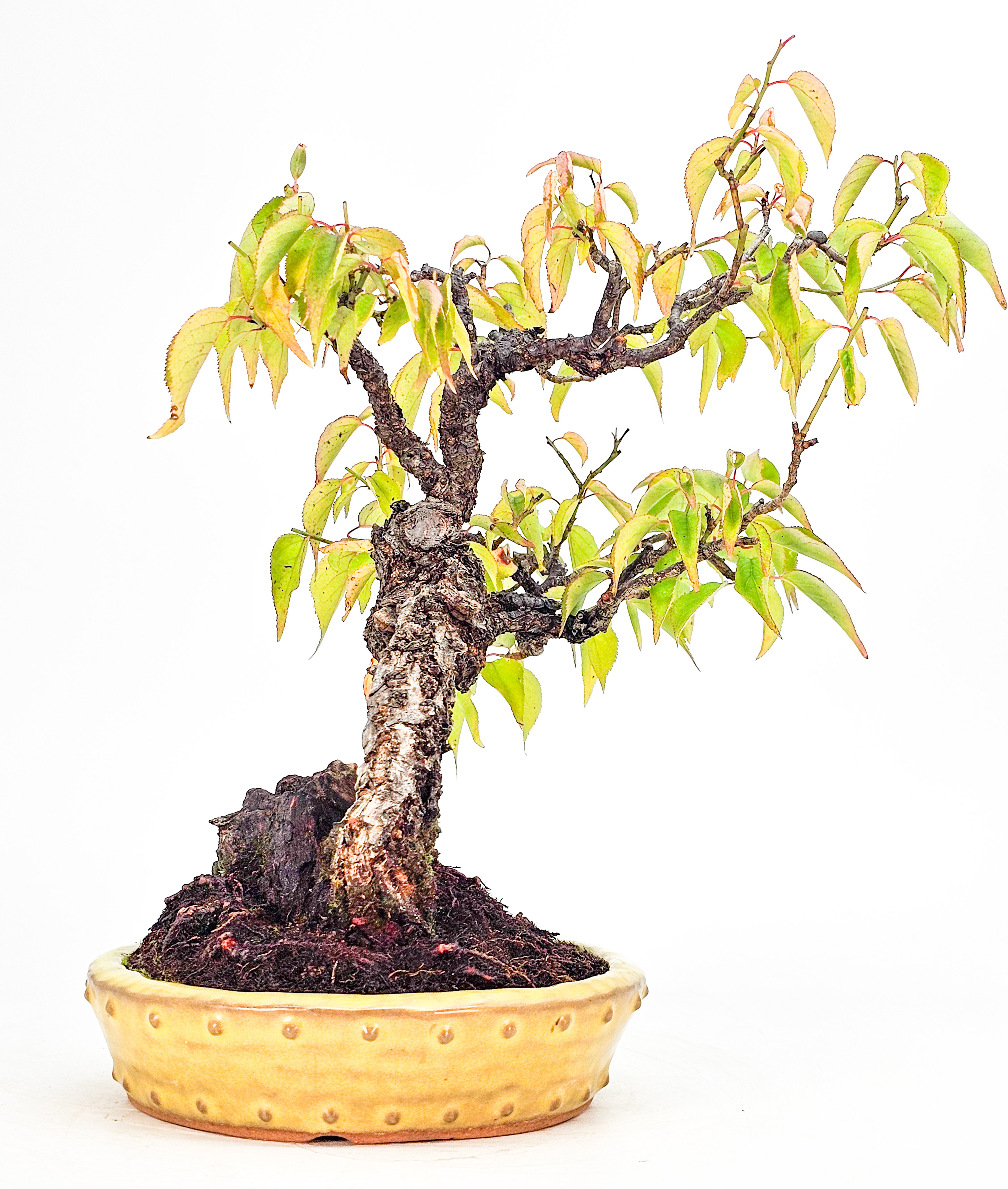 Bonsai Japanische Aprikose, Prunus mume 23cm  