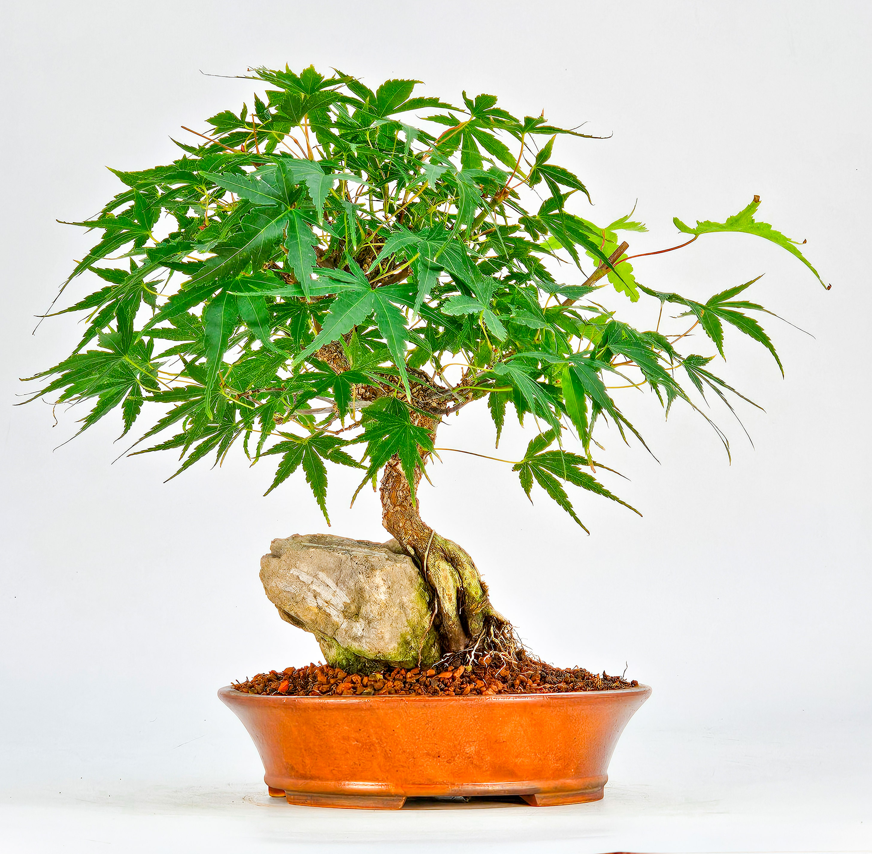 Bonsai Fächerahorn - Acer palmatum Arakawa 21cm  
