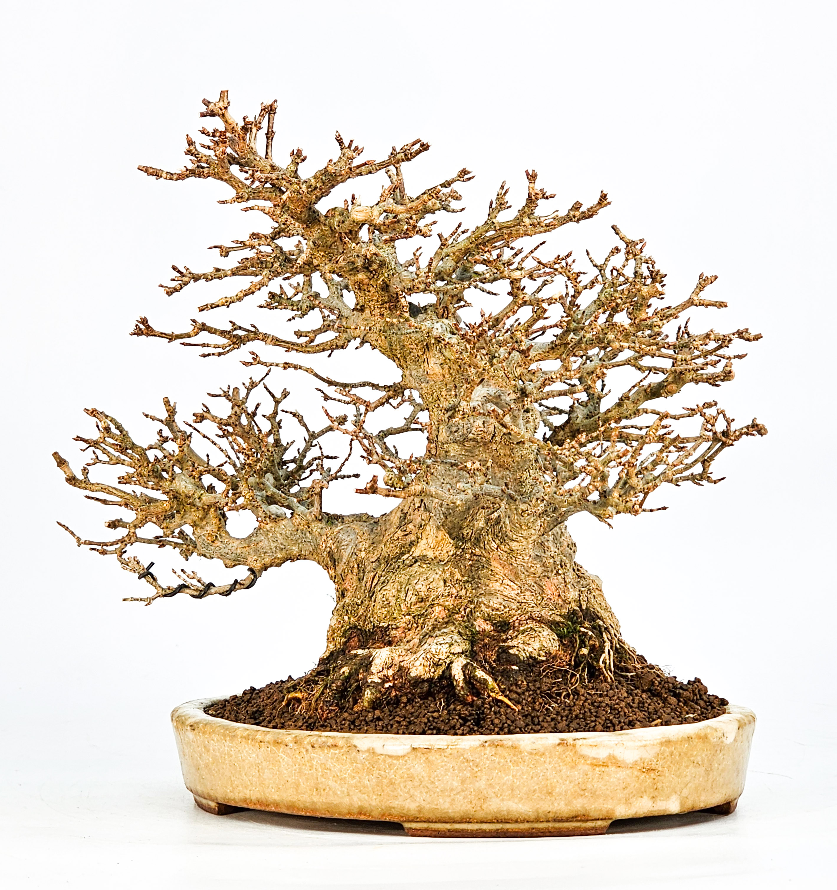 Bonsai Dreispitzahorn - Acer buergerianum 20cm Video!! Bonsai Dreispitzahorn - Acer buergerianum 20cm Video!!