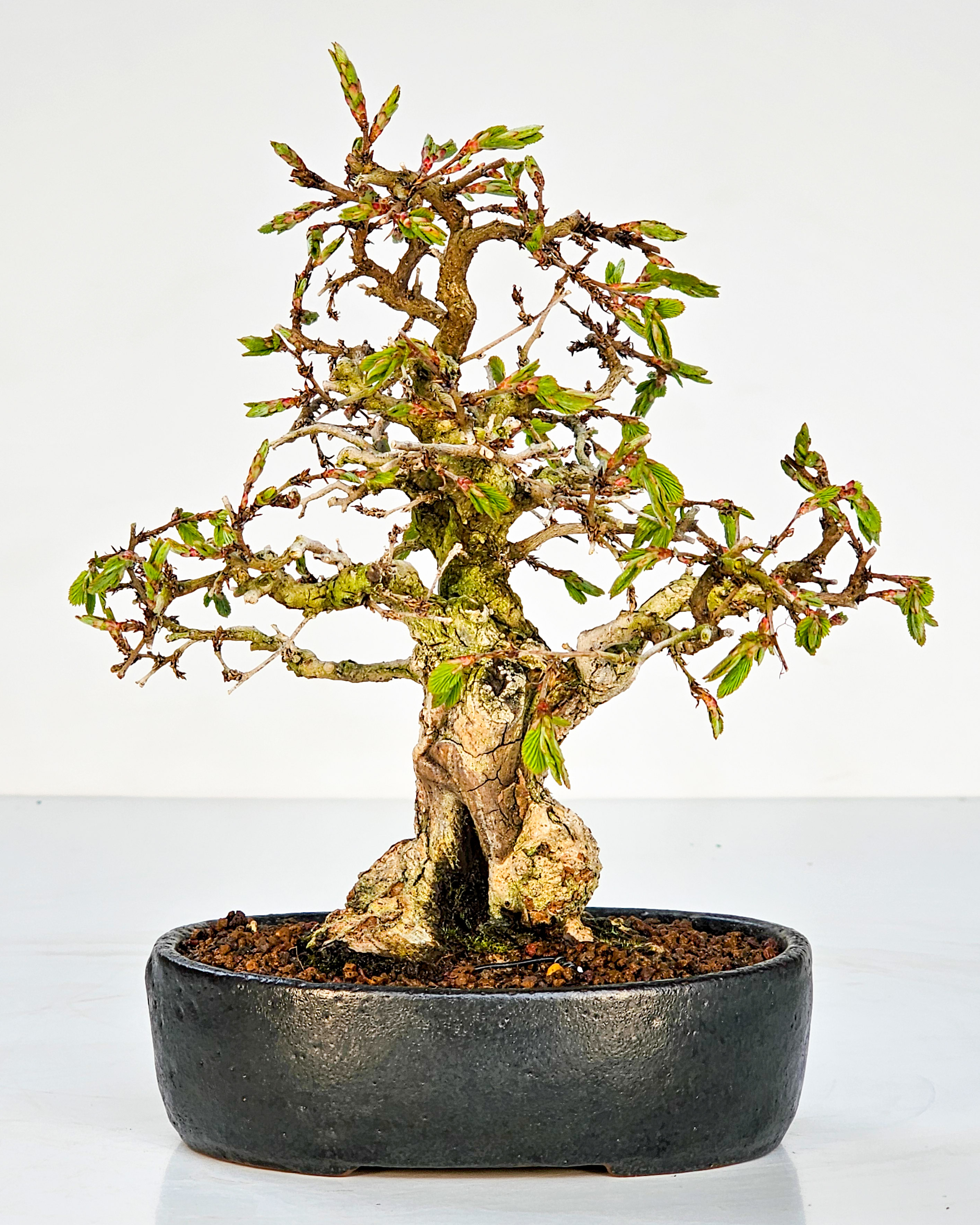 Bonsai Koreanische Hainbuche Carpinus coreana 17cm