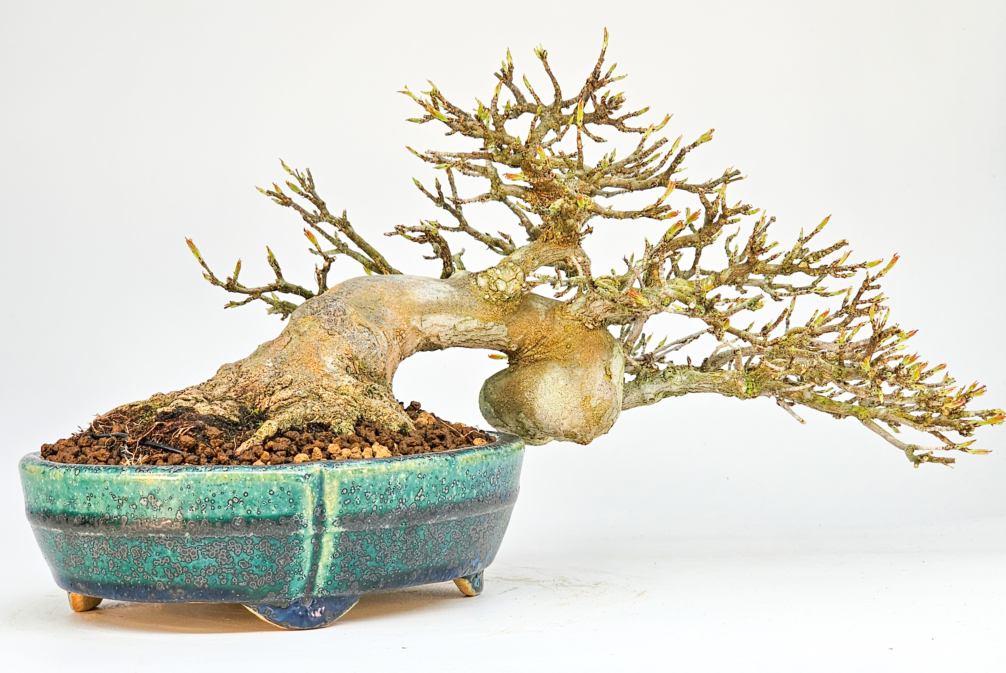 Bonsai Dreispitzahorn - Acer buergerianum 14cm Video!!