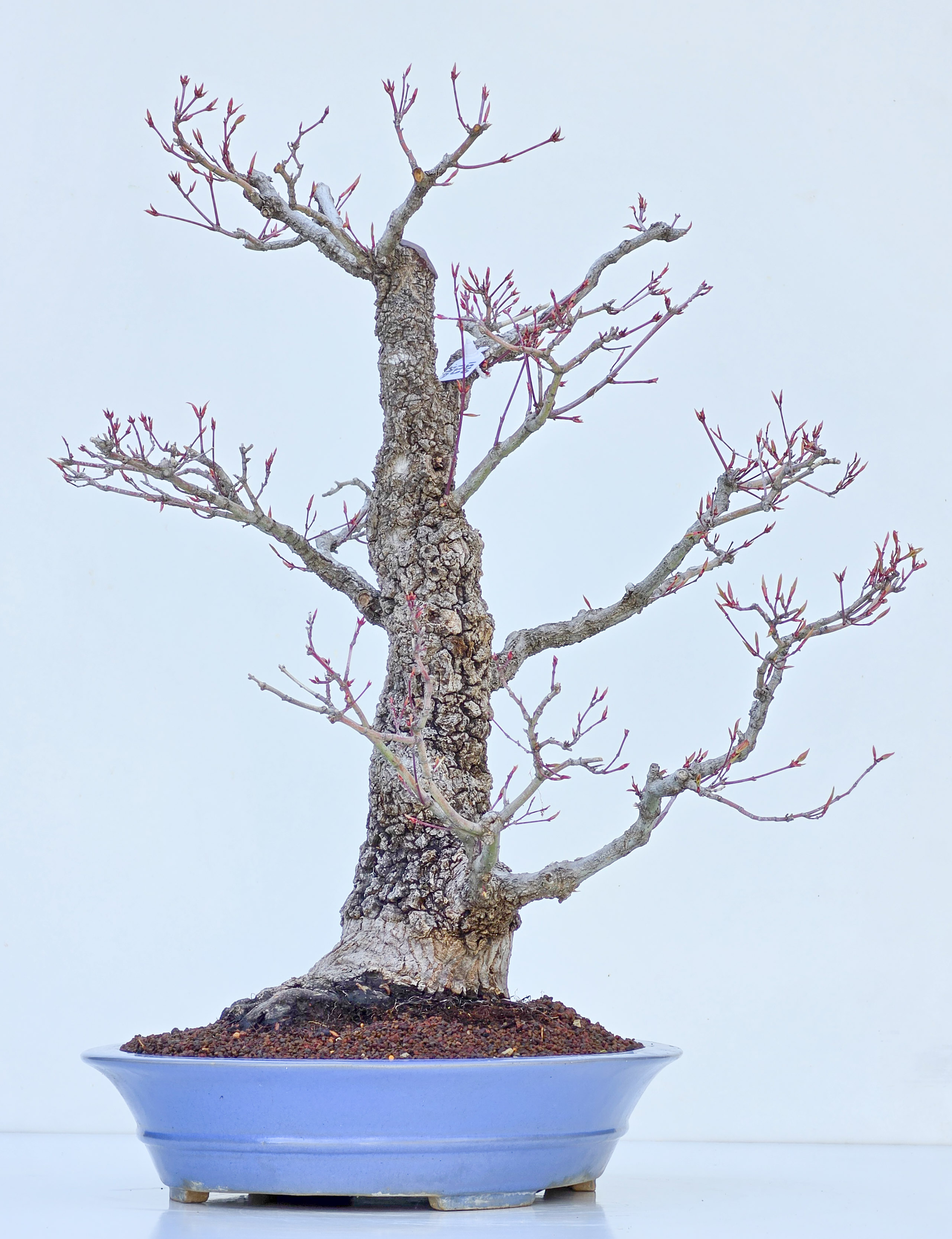 Bonsai Fächerahorn - Acer palmatum Arakawa 54cm