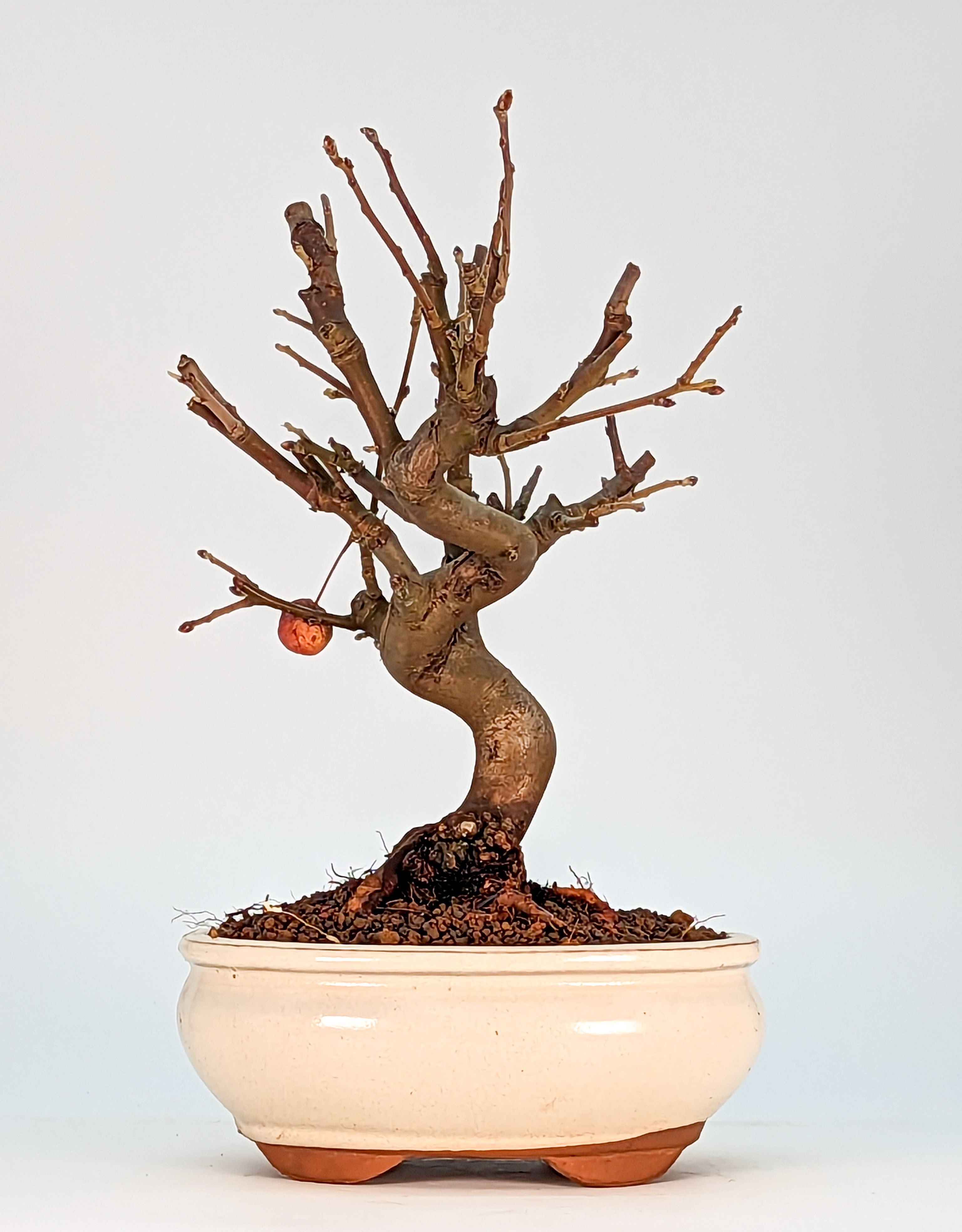 Bonsai Malus - Apfel 22cm 