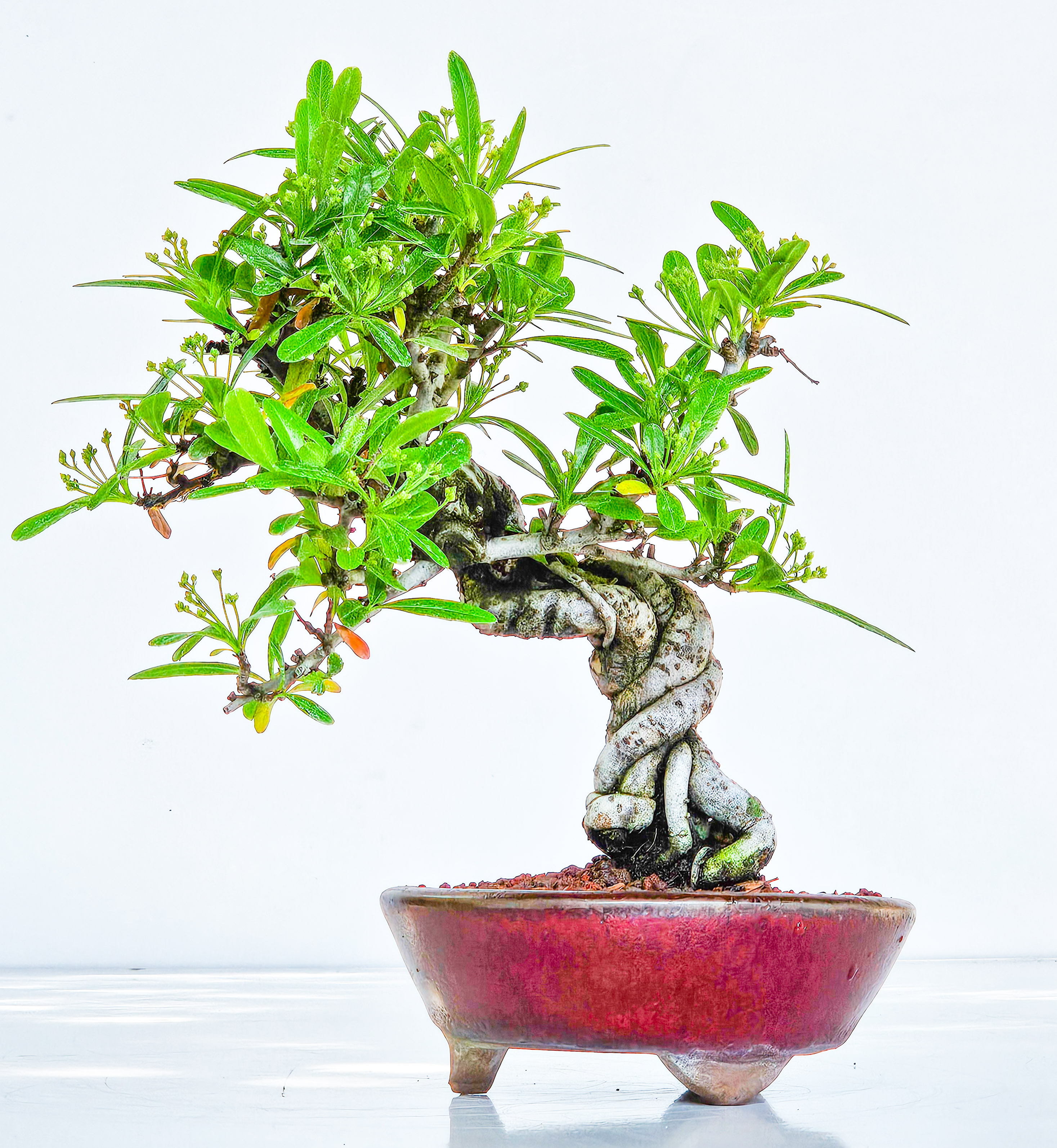 Bonsai Pyracantha - Feuerdorn Shohin 17cm 
