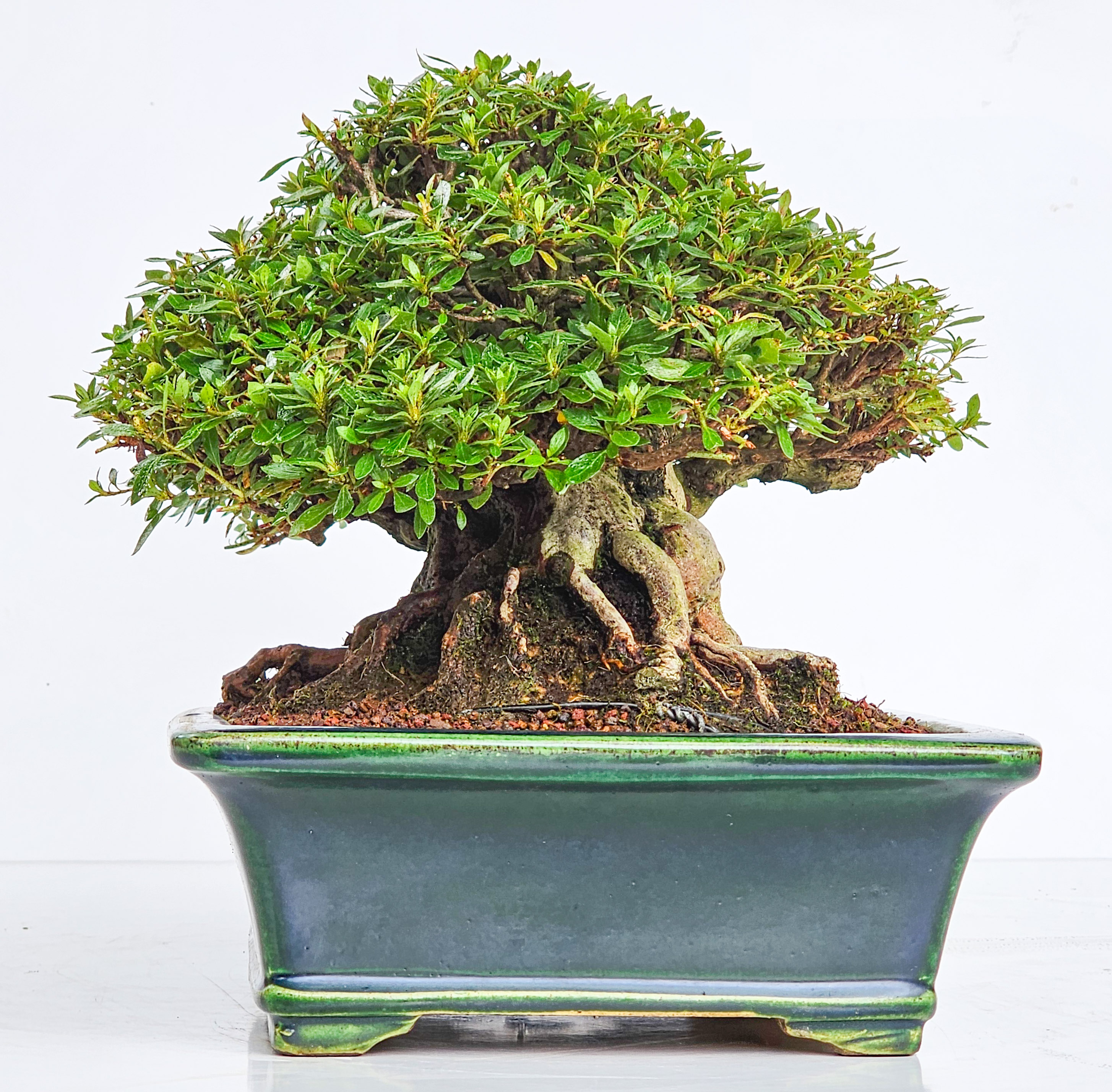 Bonsai Premium Azalee - Rhododendron indicum - Beni Gumo Shohin 20cm