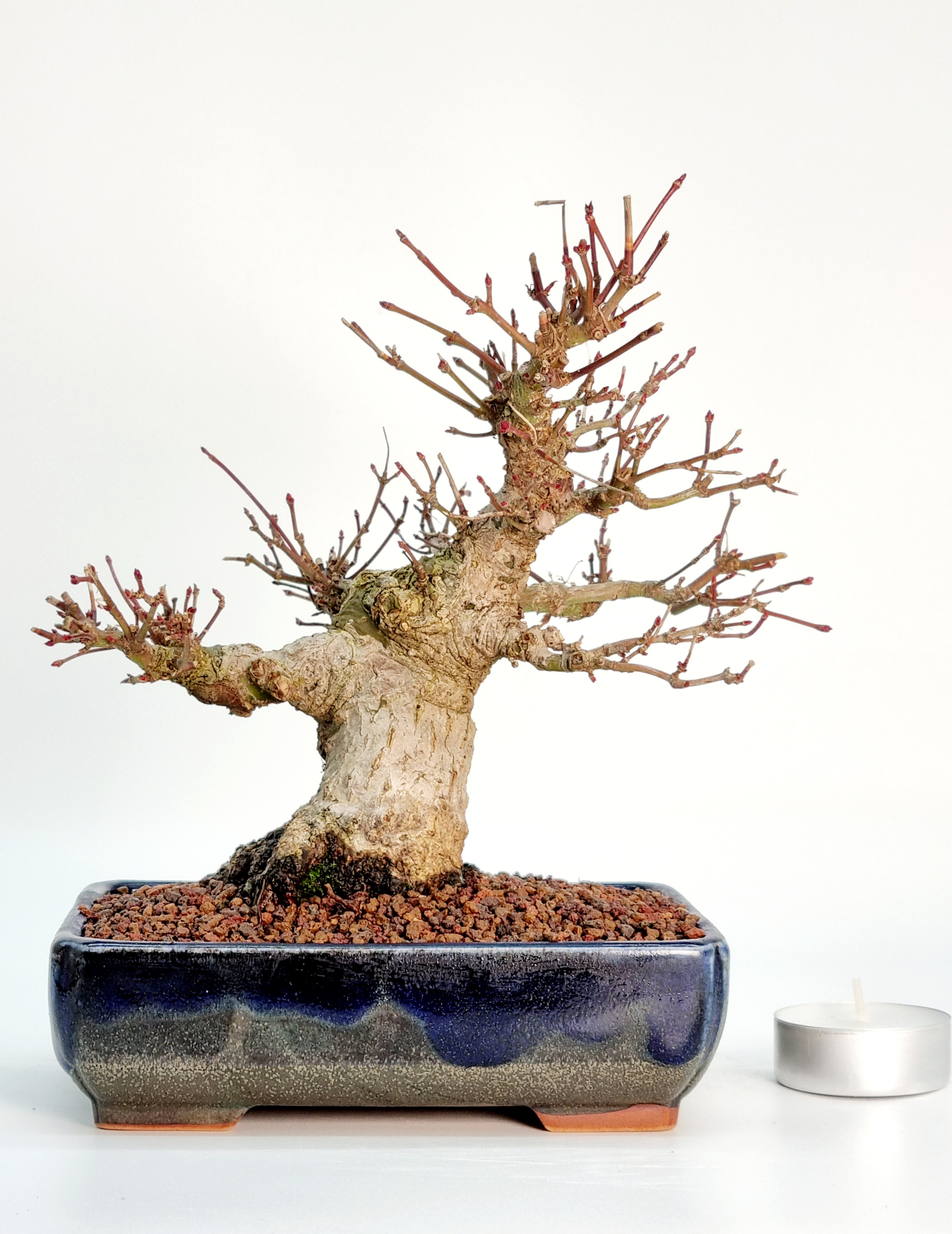 Bonsai Fächerahorn Acer Palmatum Yamamomiji Shohin 16cm Bonsai Fächerahorn Acer Palmatum Yamamomiji Shohin 16cm