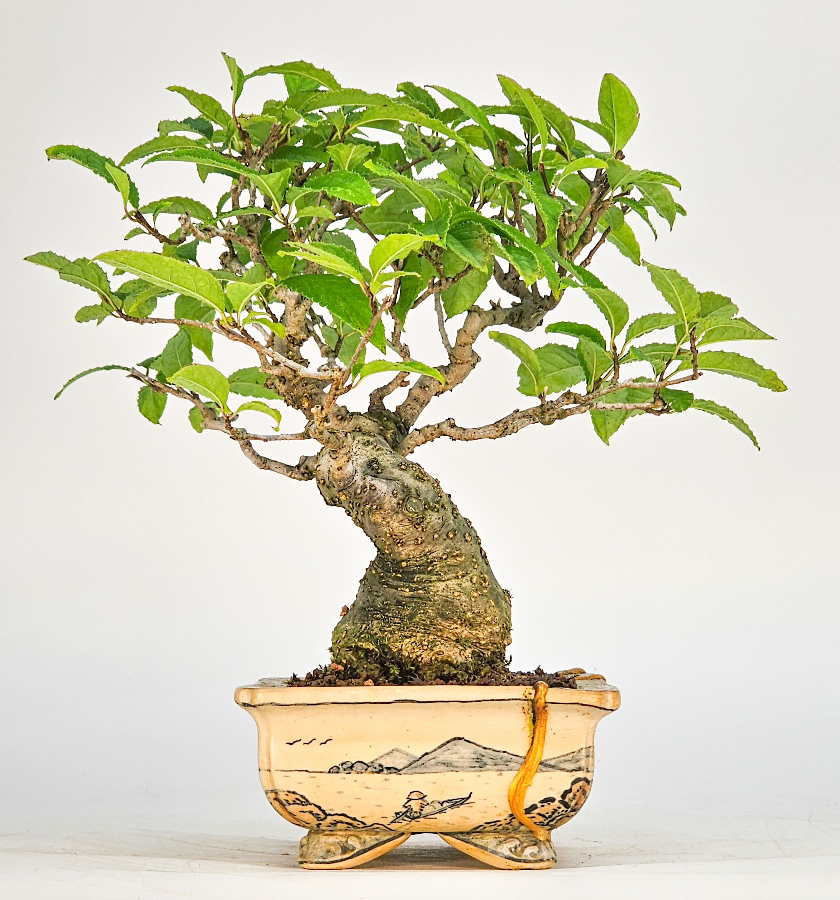 Bonsai Jap. Winterbeere - Ilex serrata Shohin 18cm