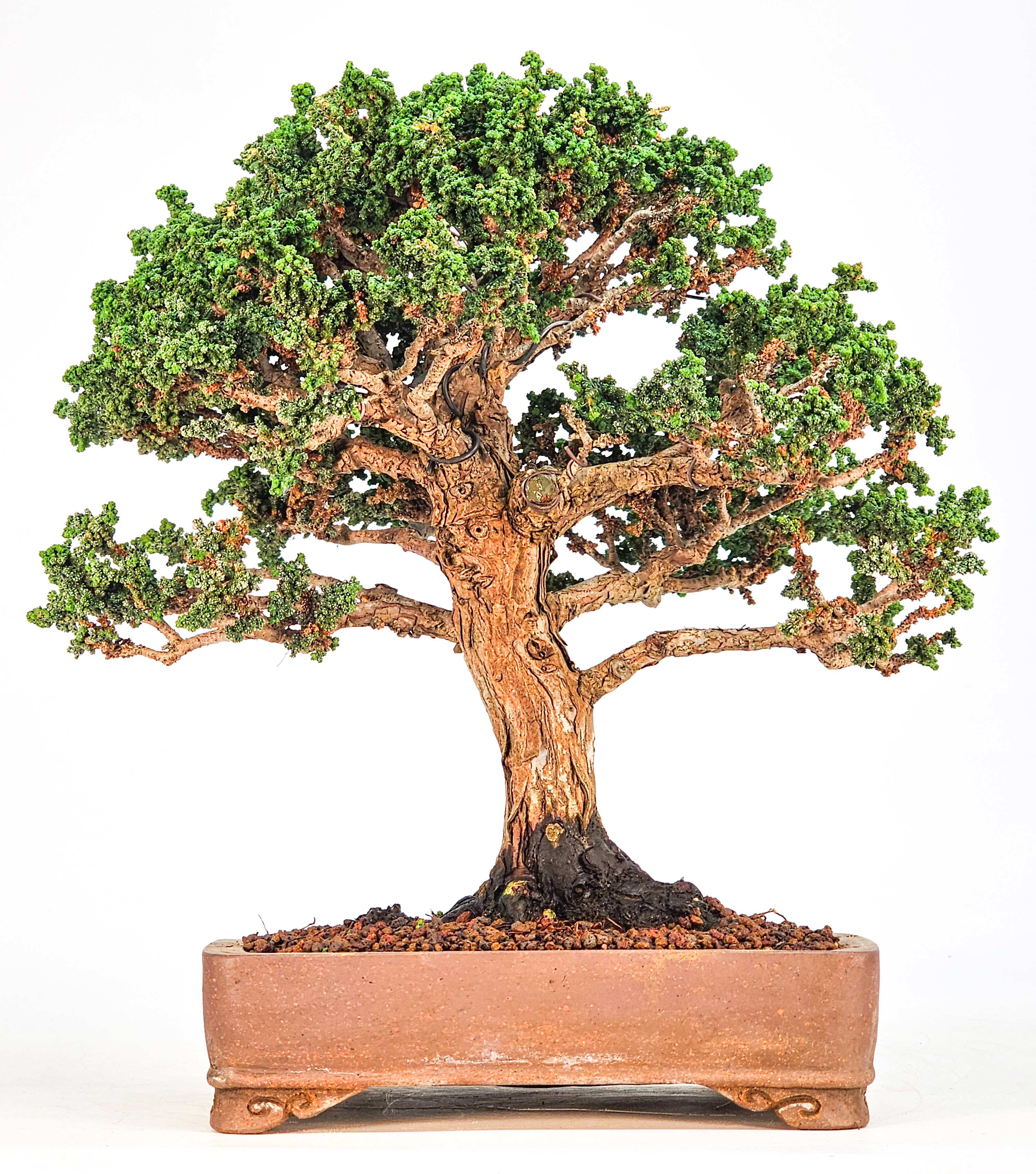 Bonsai Sekka hinoki - Chamaecyparis obtusa Shohin 21cm