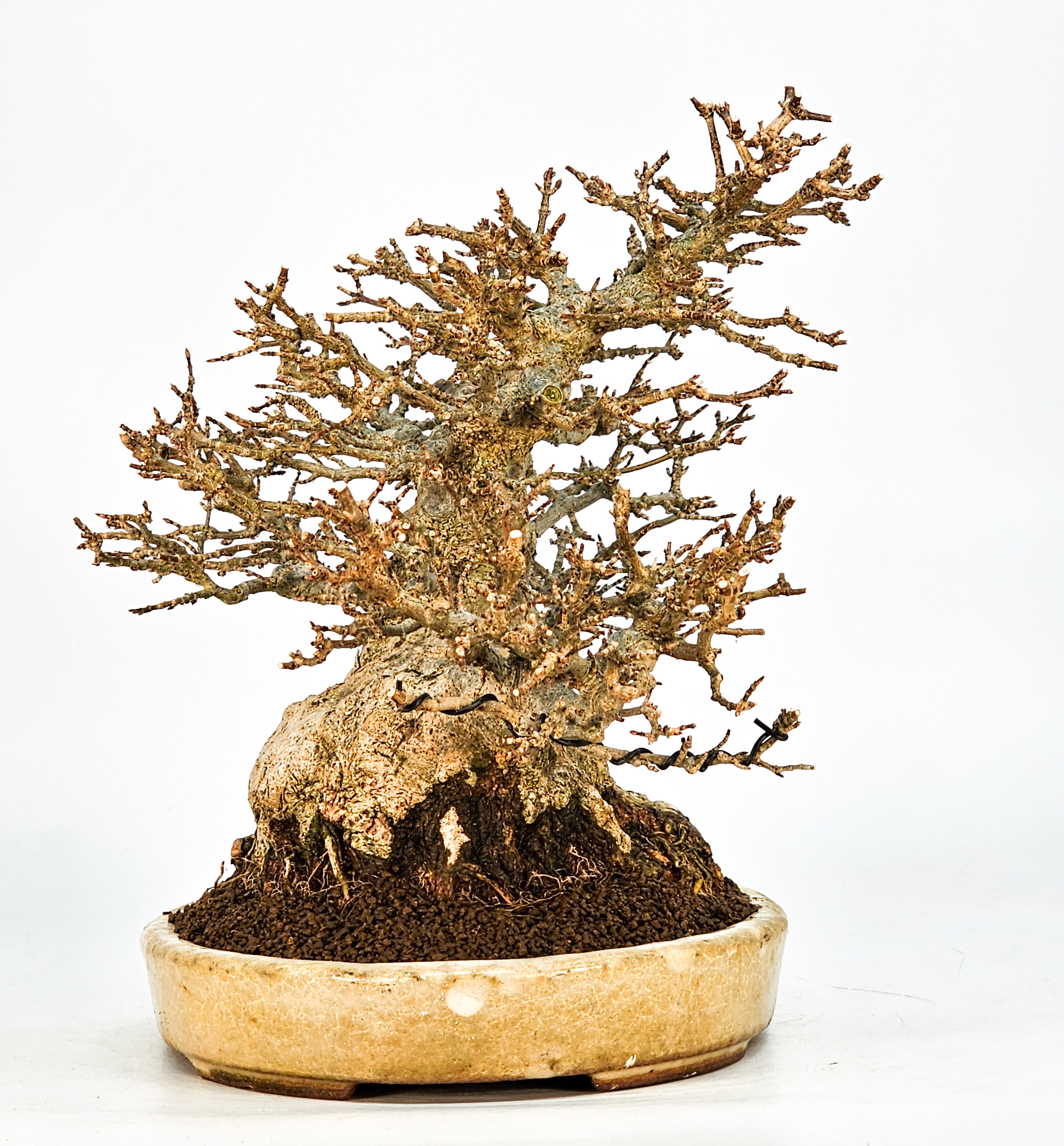 Bonsai Dreispitzahorn - Acer buergerianum 20cm Video!! Bonsai Dreispitzahorn - Acer buergerianum 20cm Video!!