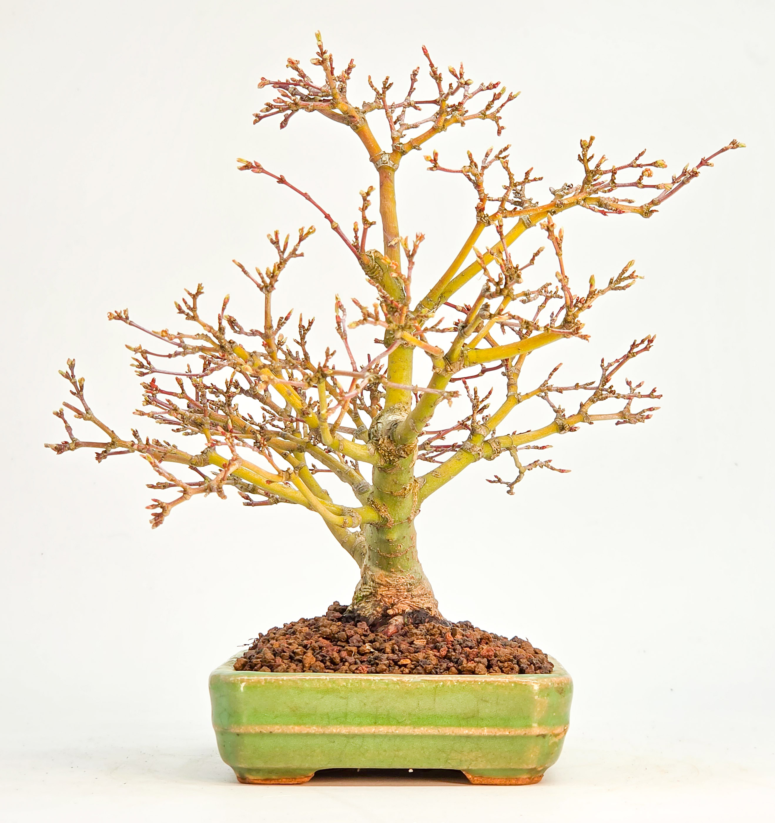 Bonsai Fächerahorn Zwergahorn – Acer palmatum Yukihime Shohin 20cm Video!!