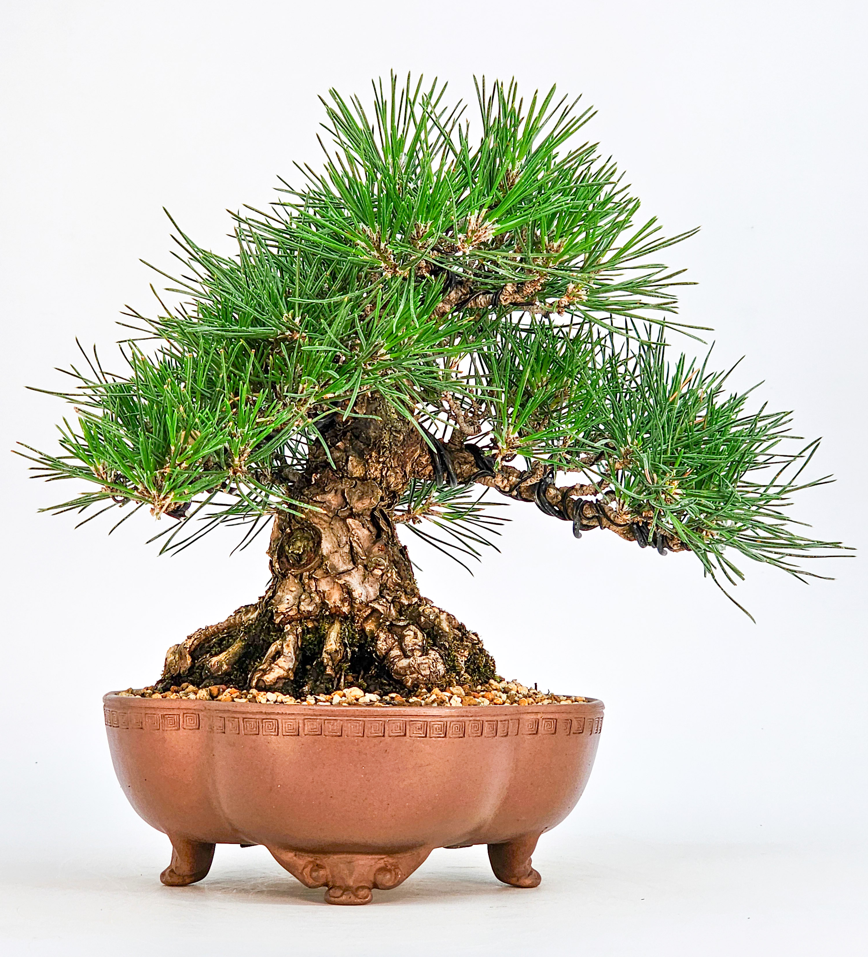 Bonsai Schwarzkiefer - Pinus thunbergii Shohin 20cm