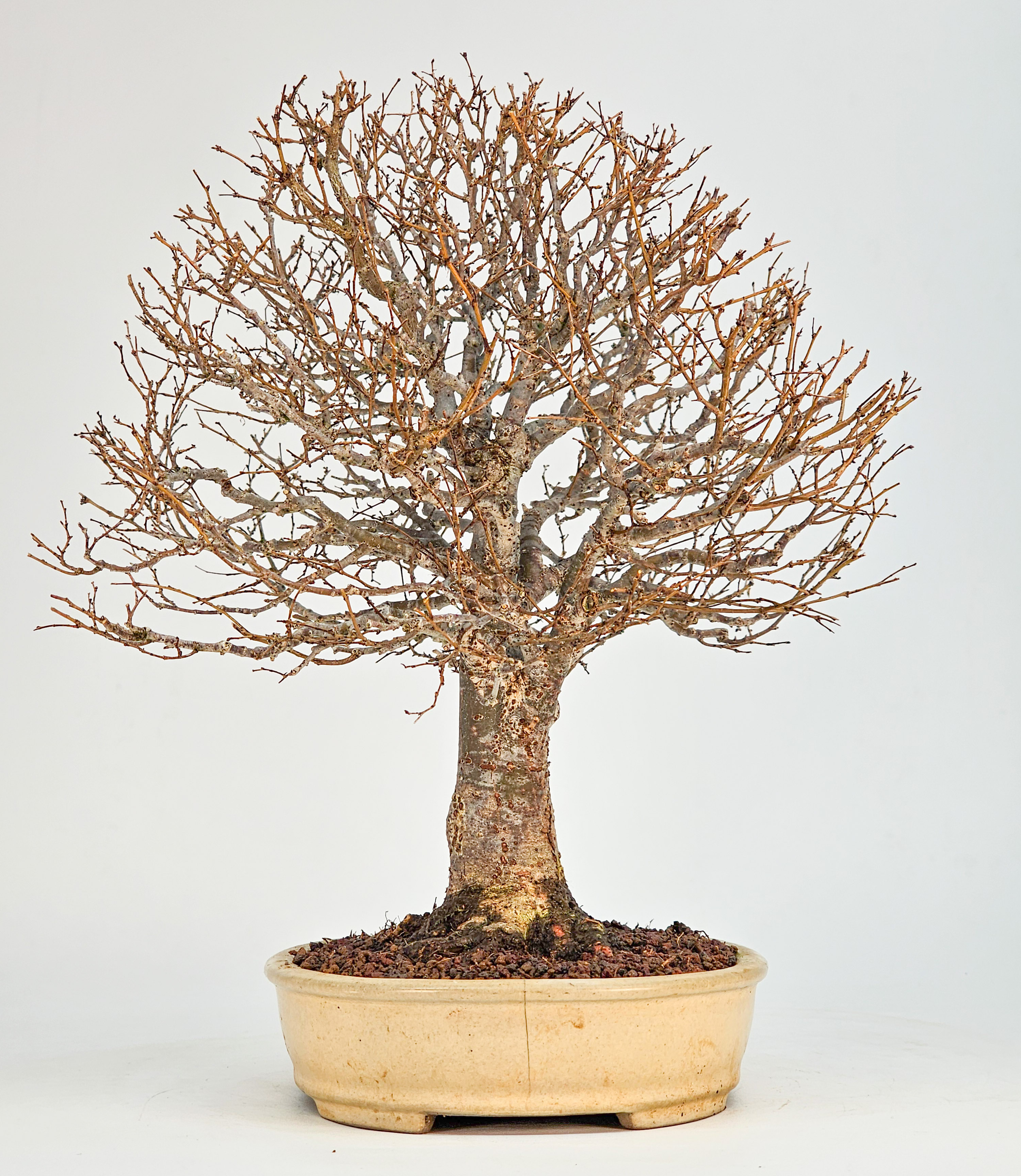 Bonsai Premium Zelkova serrata Shohin 25cm 