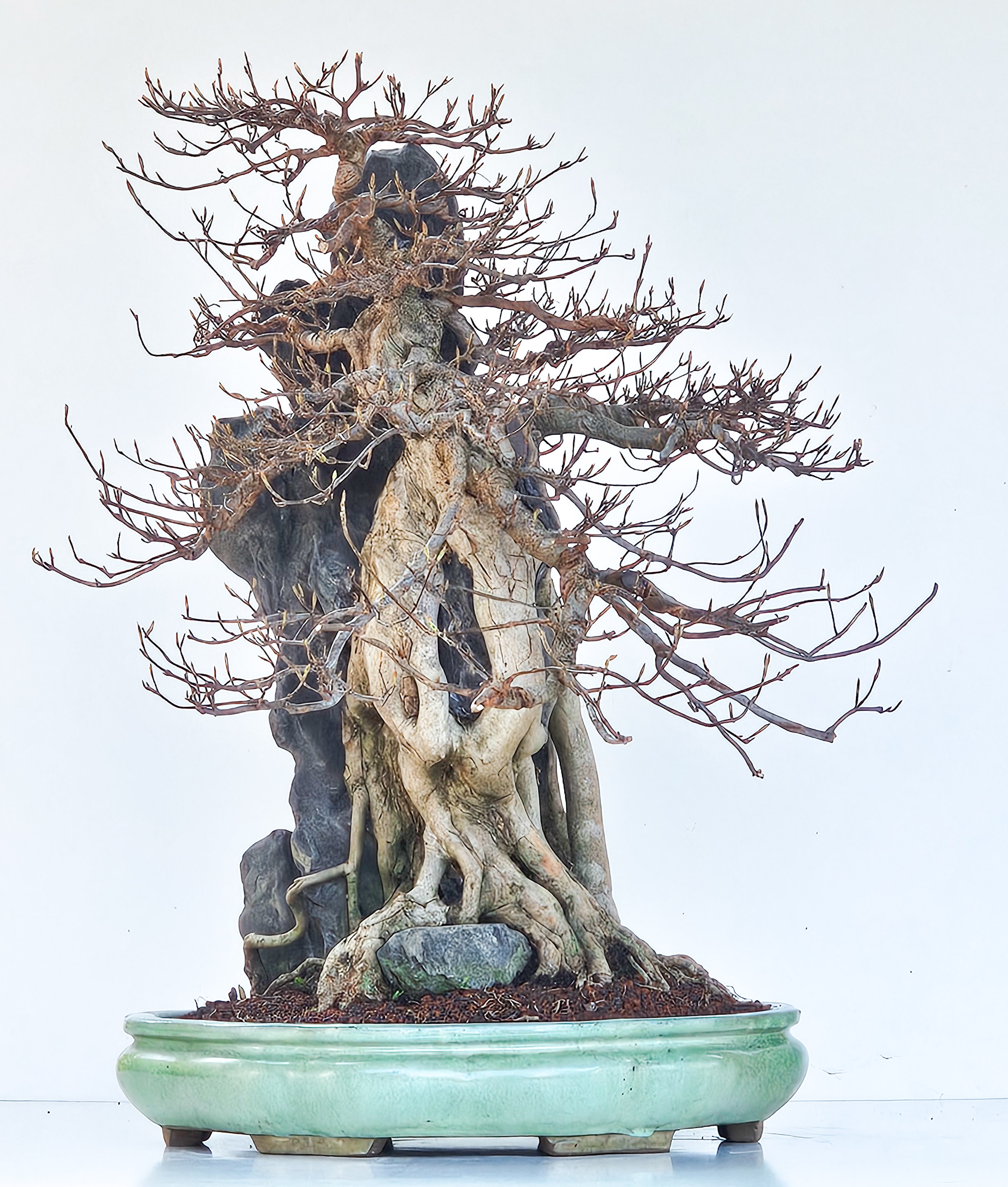 Bonsai Dreispitzahorn - Acer buergerianum Ishizuki 56cm - Video!! Bonsai Dreispitzahorn - Acer buergerianum Ishizuki 56cm - Video!!