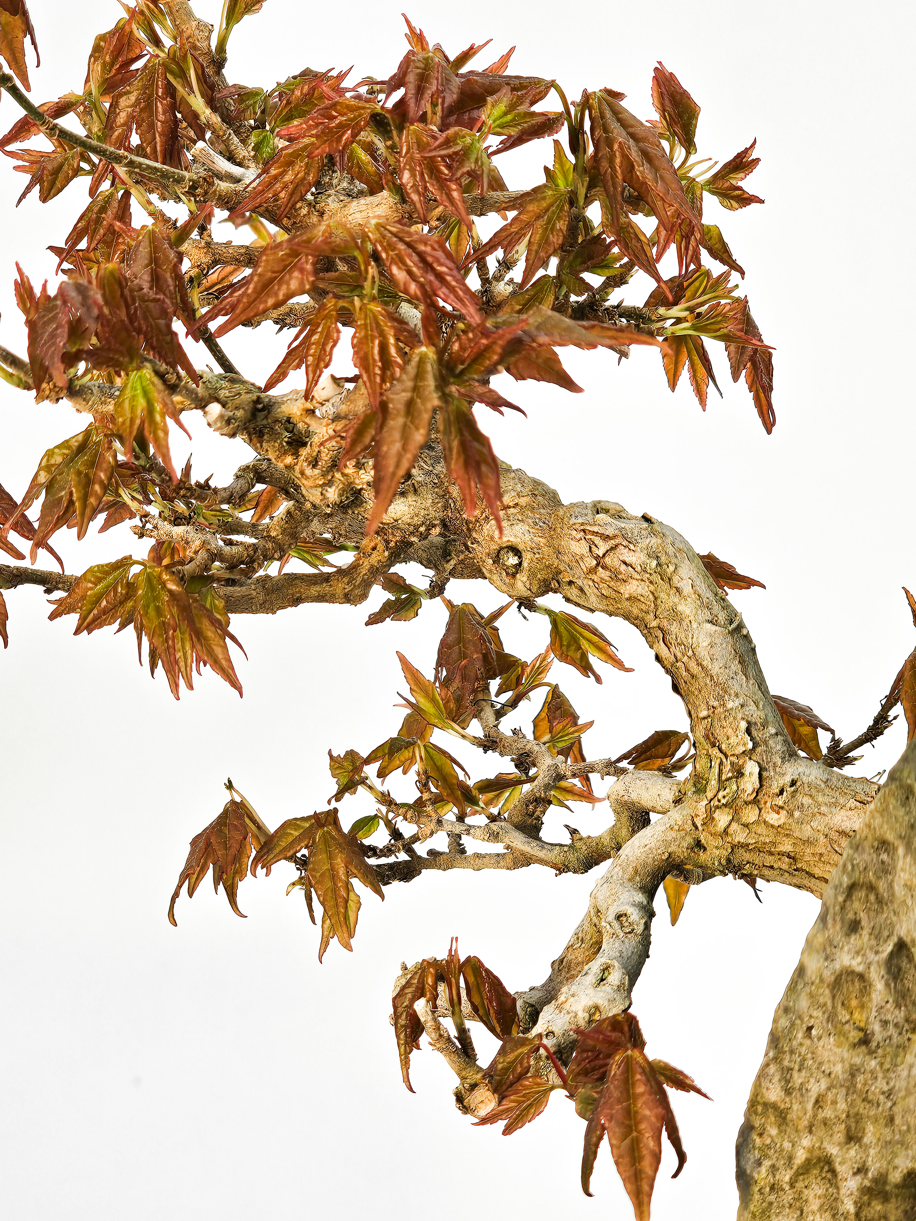 Bonsai Dreispitzahorn - Acer buergerianum Ishizuki 27/36cm