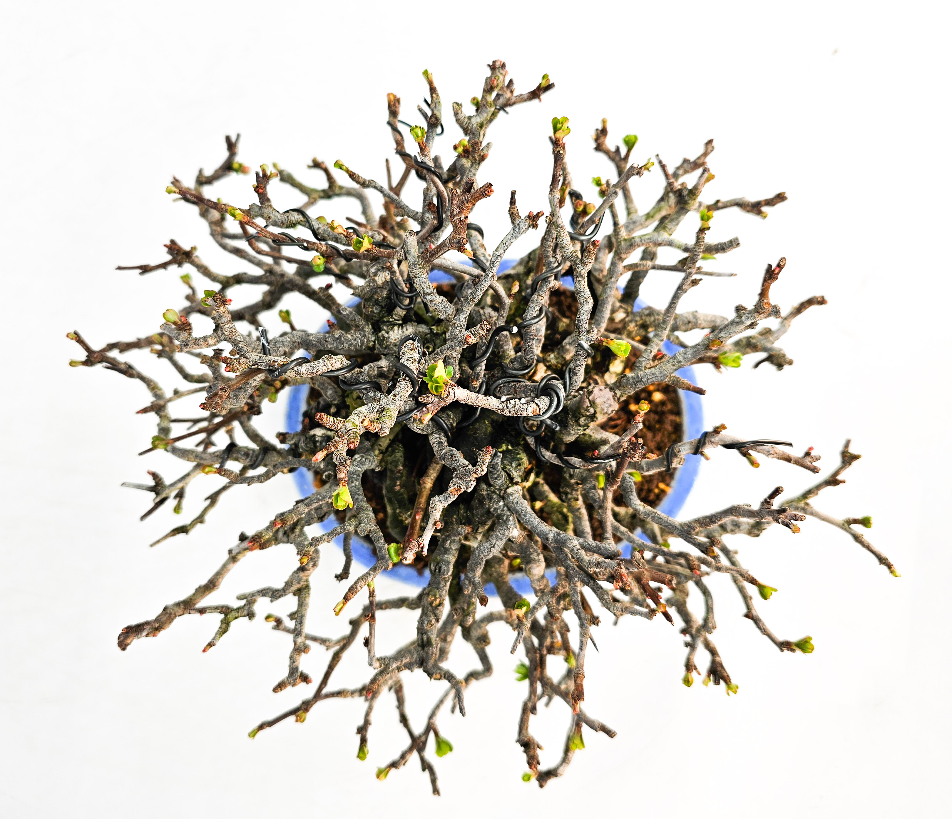 Bonsai Zierquitte - Chaenomeles - Chojubai Shohin 14cm Video!!